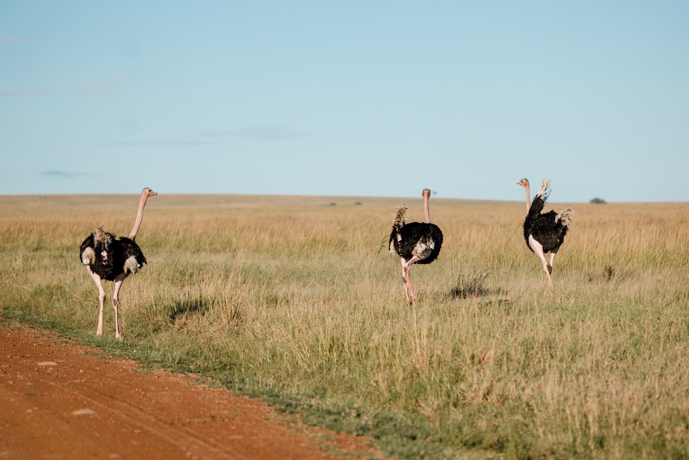 Masai Mara Emboo River Kenya Africa Wedding-132.jpg