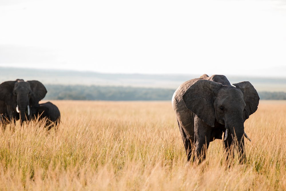 Masai Mara Emboo River Kenya Africa Wedding-131.jpg