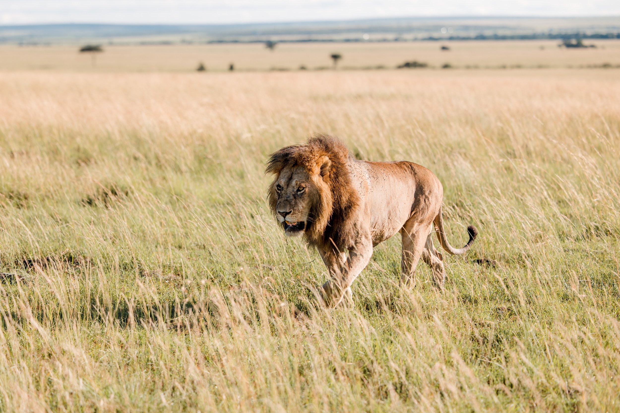 Masai Mara Emboo River Kenya Africa Wedding-133.jpg