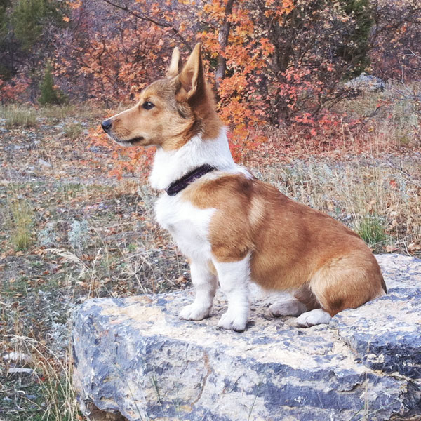 She's such a good watch dog! ; )