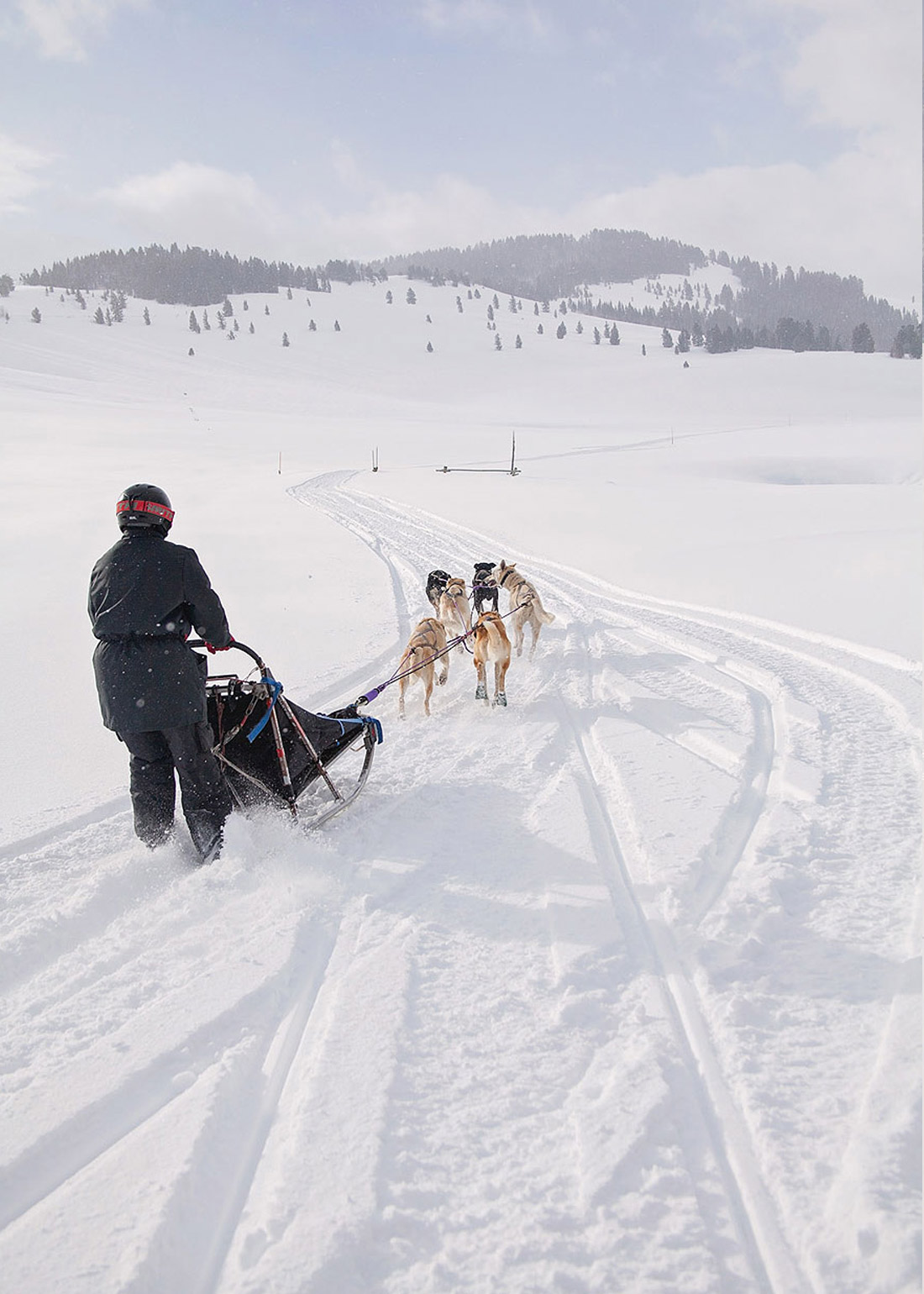LoganUtahPhotography-HeidiRandallStudios-DogSledders-7.jpg