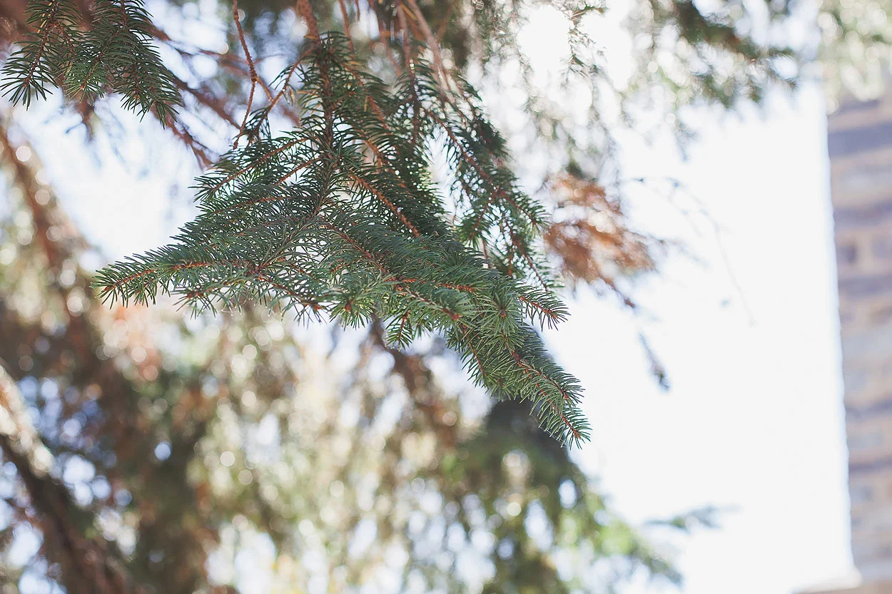 LoganUTWeddingPhotographer-HeidiRandallStudios-Tiffany+Bryan-2.jpg