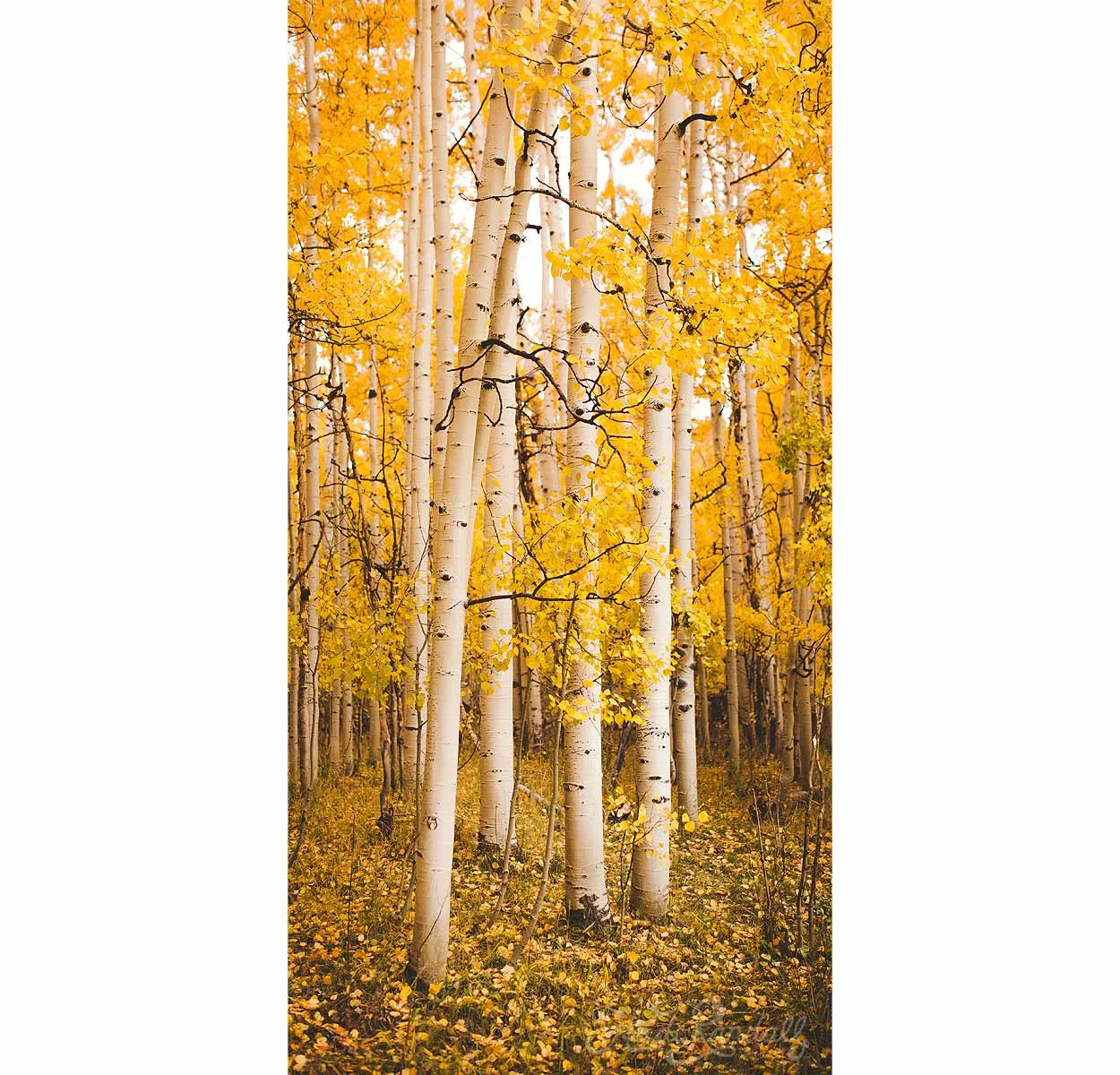 UtahFallLandscape-HeidiRandallStudios-2016-1.jpg