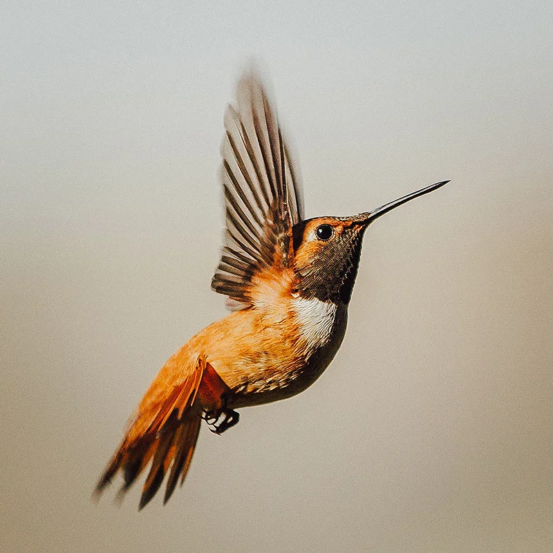 ShopPrints-Thumbnails-HummingbirdFlight-8x8-2.jpg