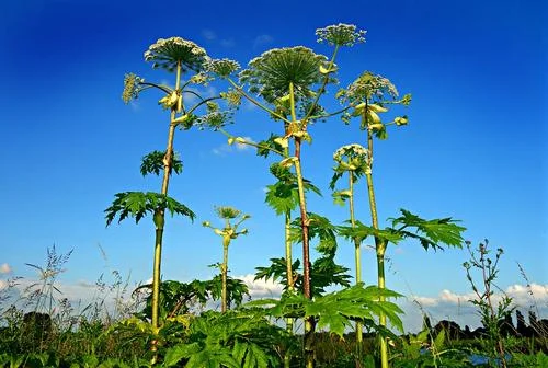 giant-hogweed_1.jpg