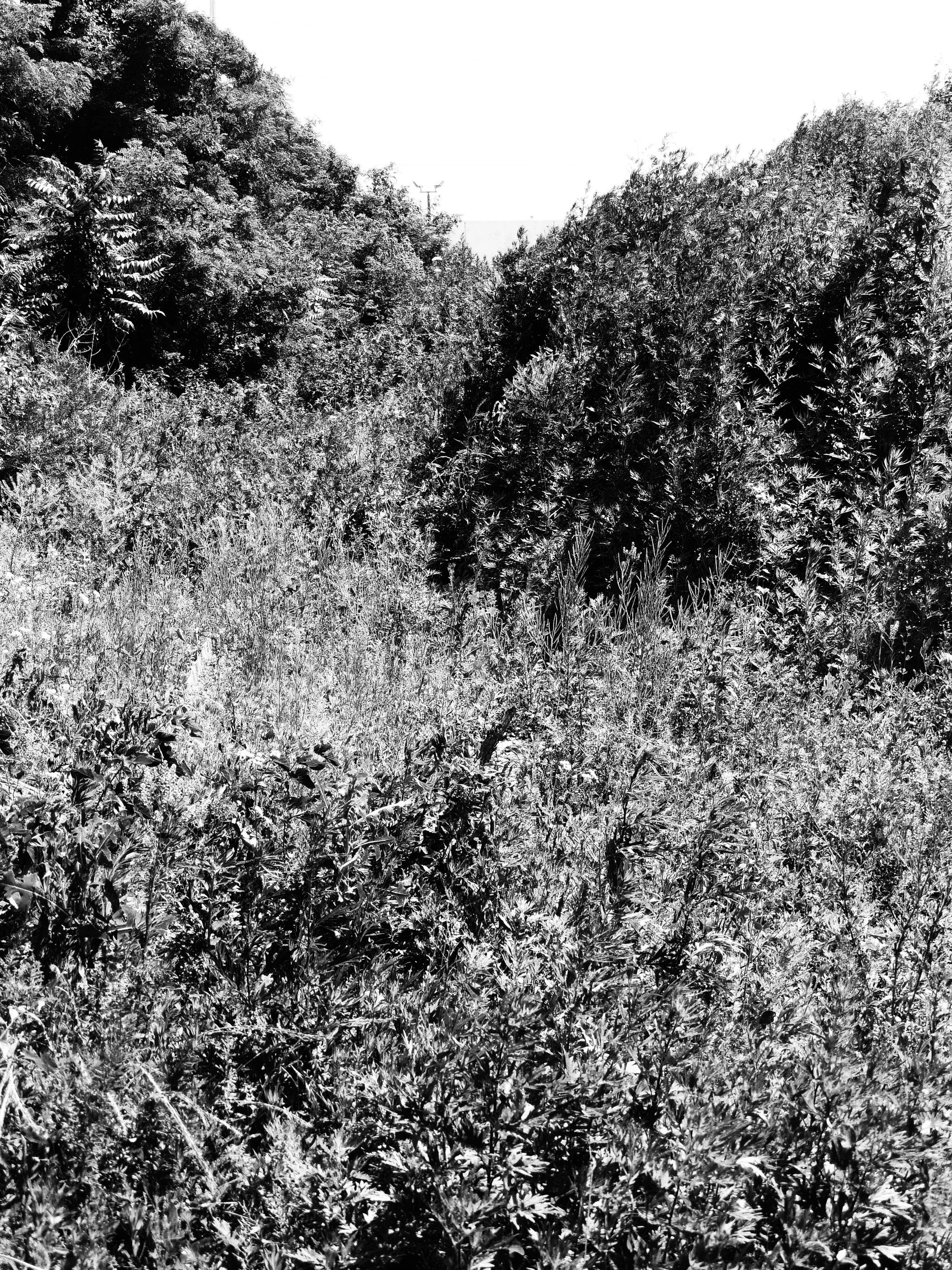 landscape.jpg