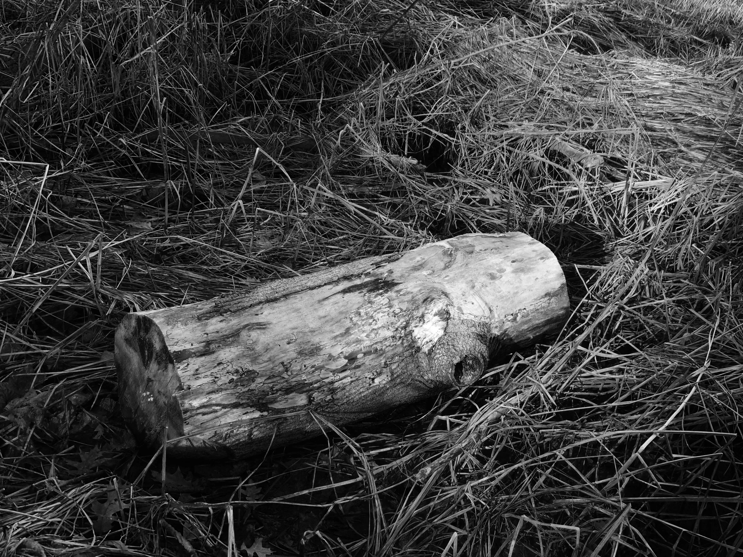 DSCN2371.jpg