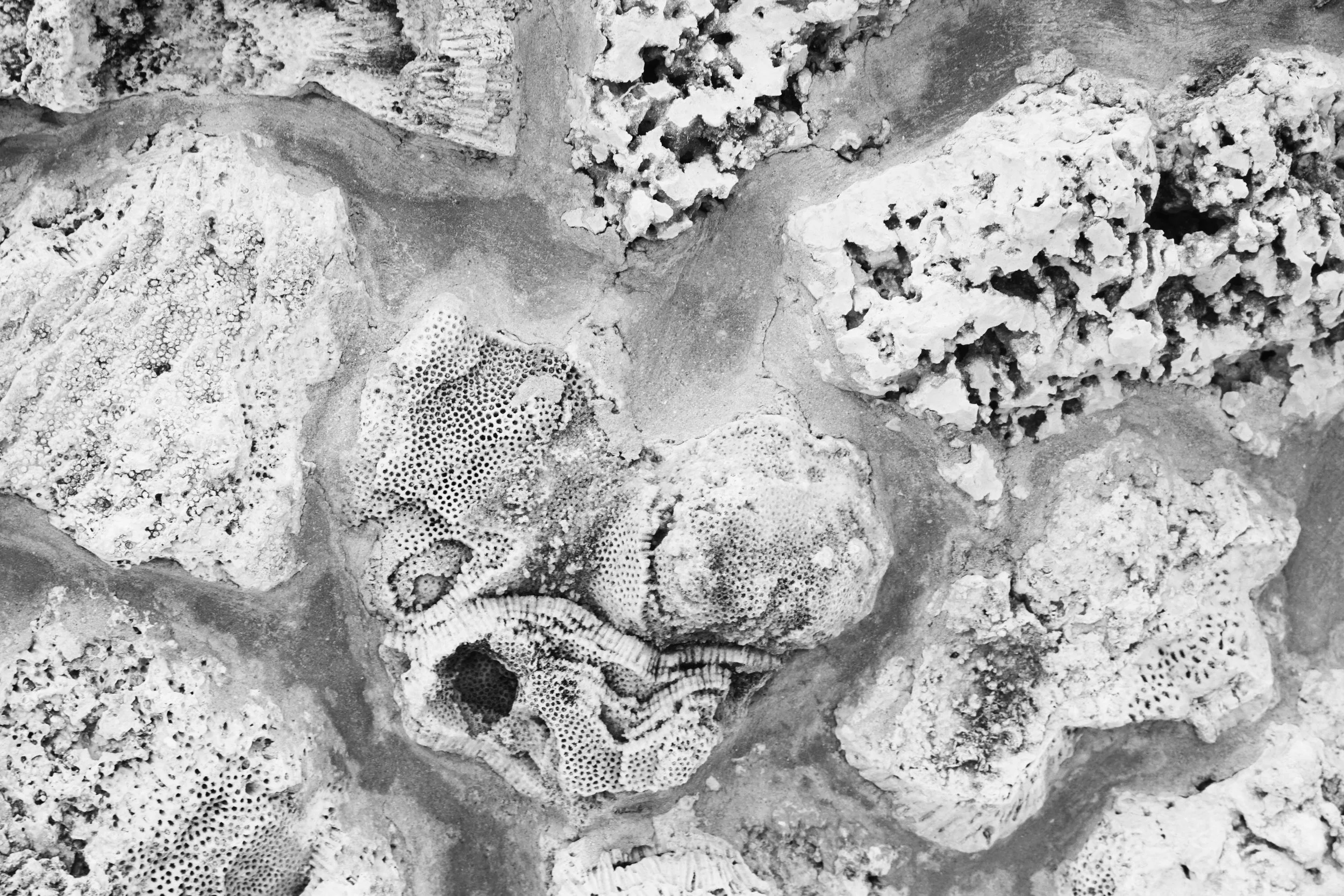 Black and White Coral Photography