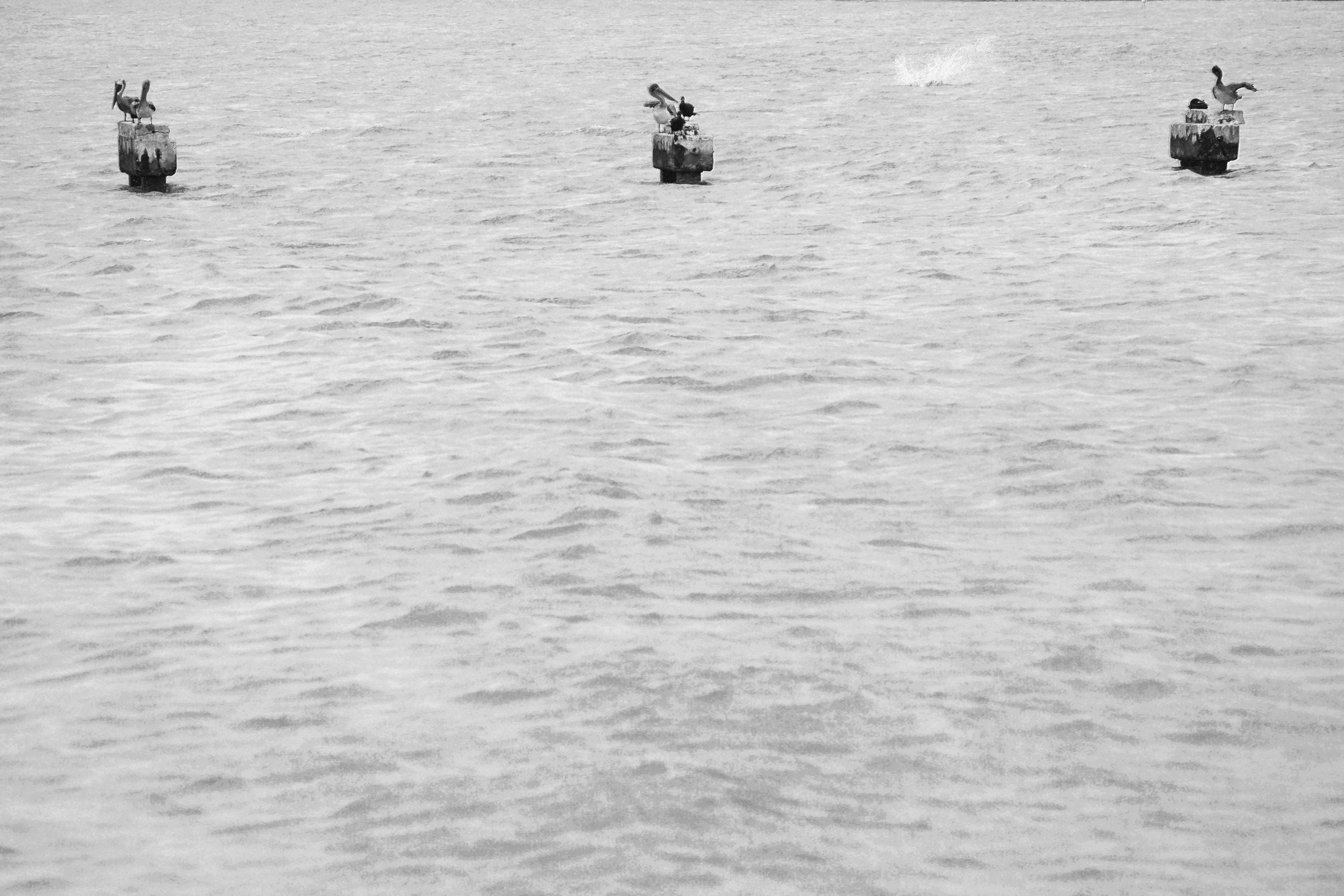 Black and White Duck Photography