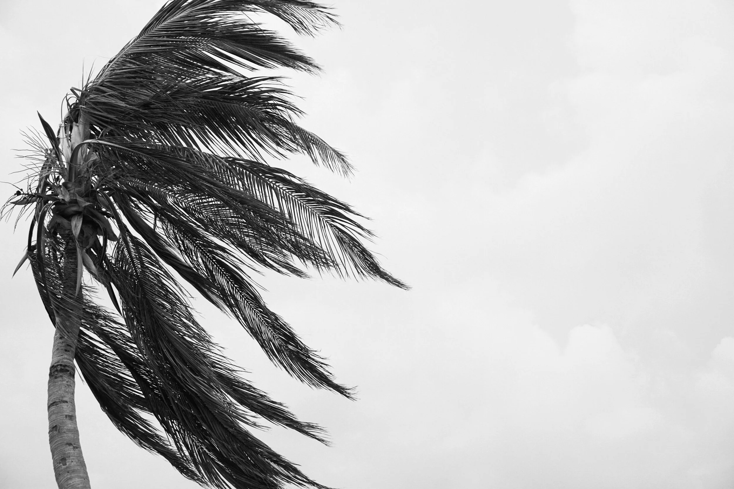 Black and White Palm Tree Photography