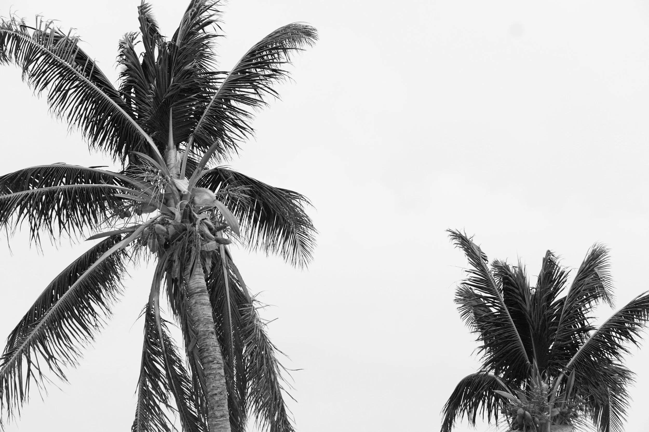 Palm Tree Photography