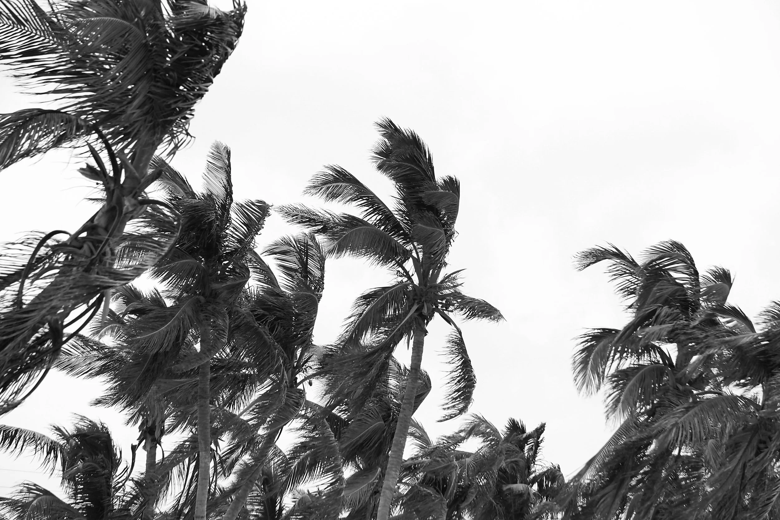 Black and white palm trees photography
