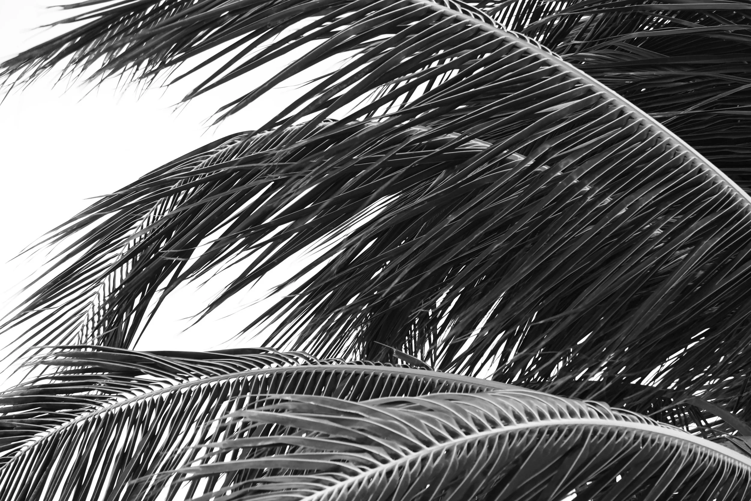 Abstract Black and White Palm Tree Leaves Photography