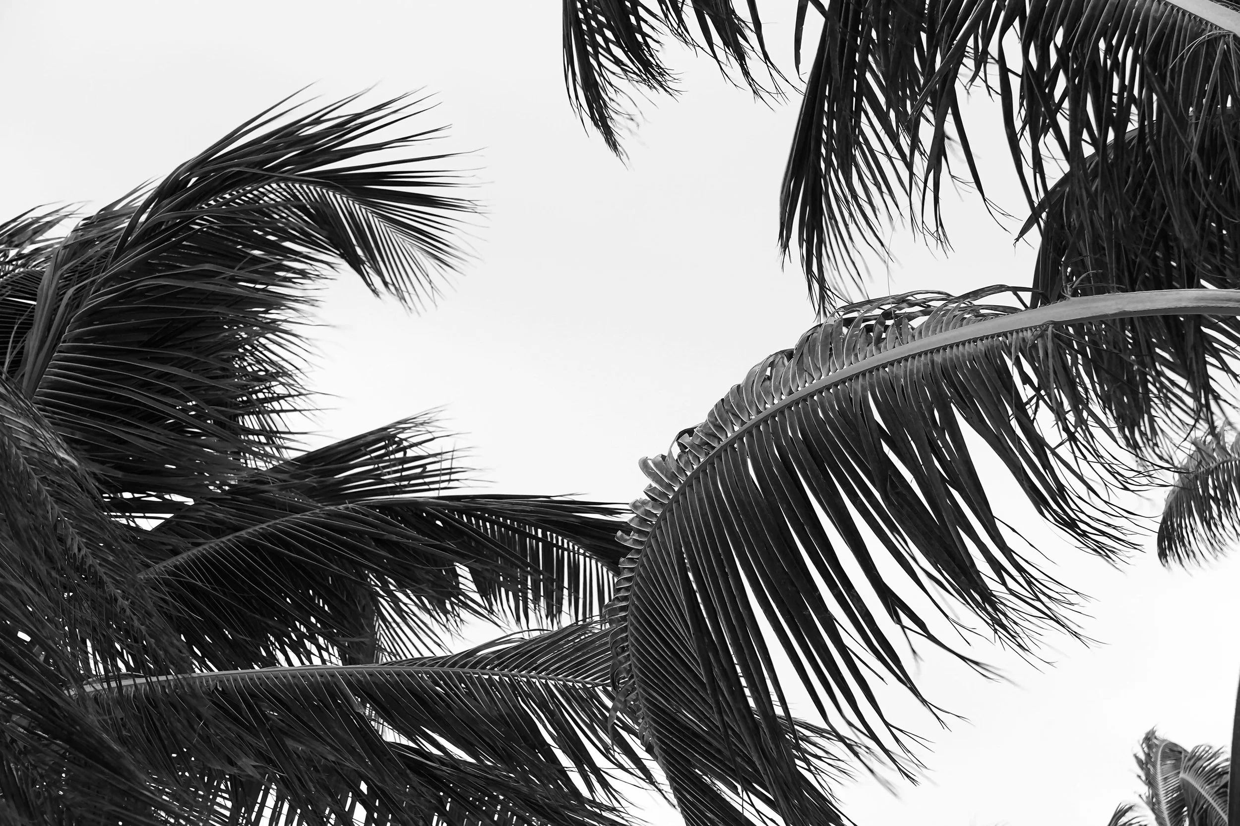 Black and White Abstract Palm Tree Photography