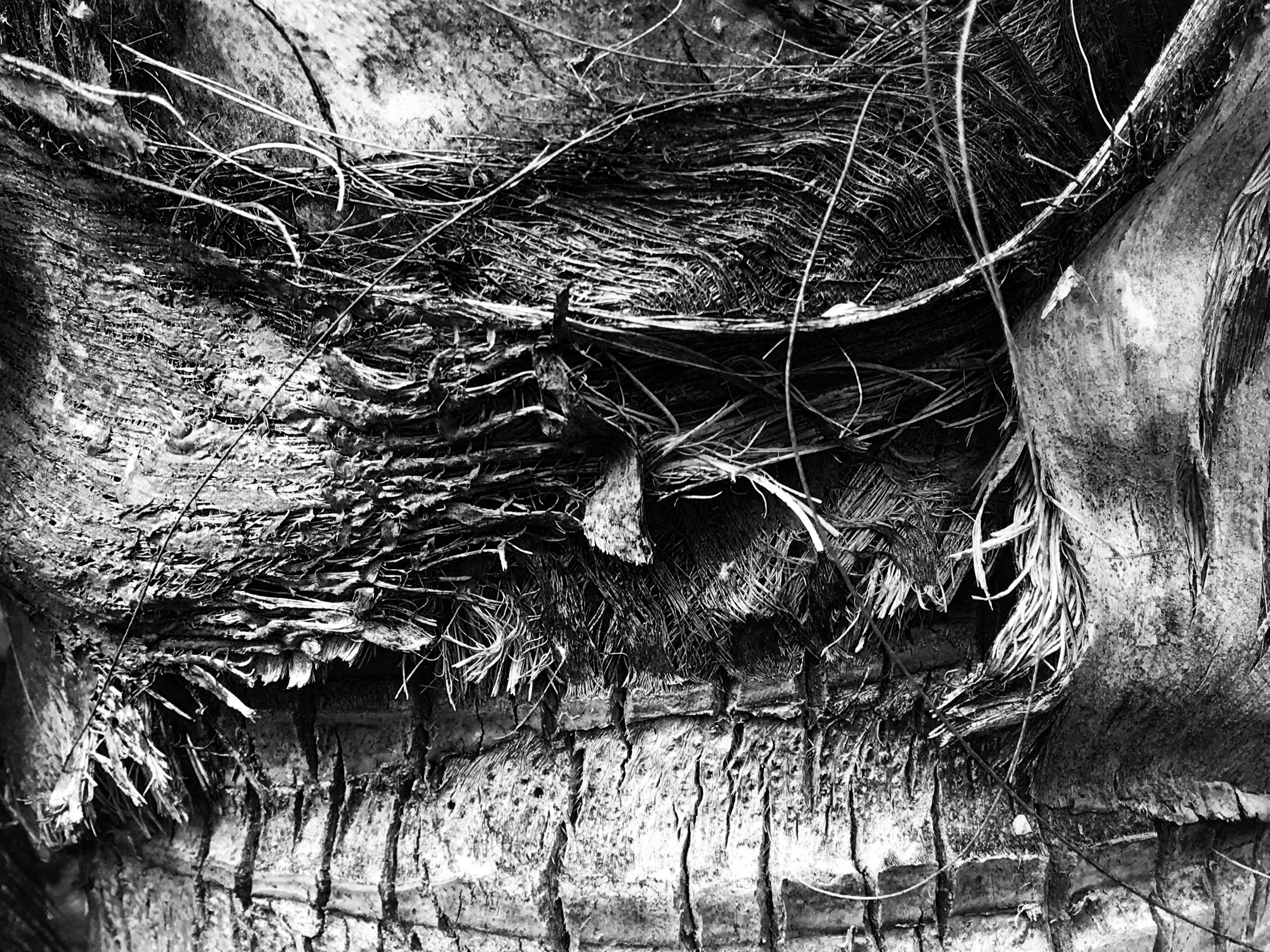 Black and White Palm Tree Texture Photograph