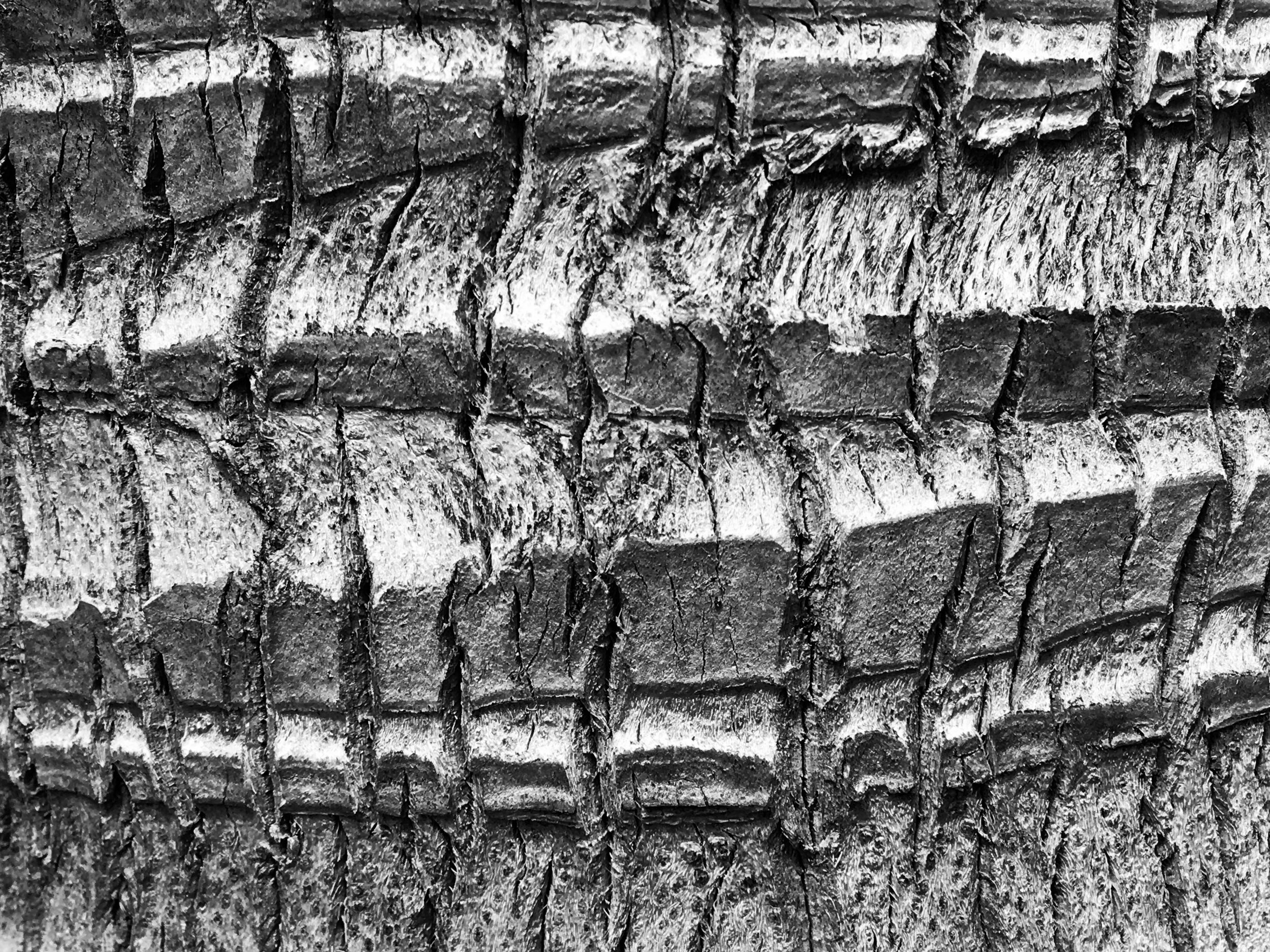 Black and White Palm Tree Photograph