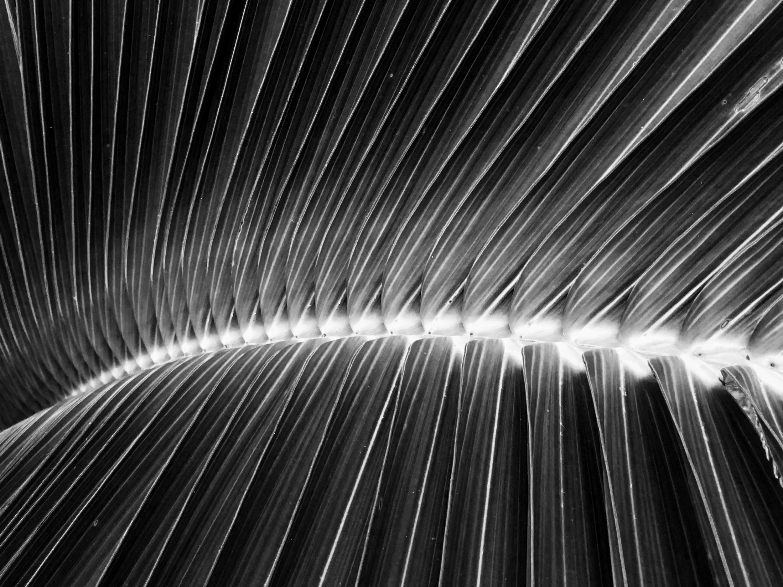 Black And White Abstract Palm Tree Leaf Photograph