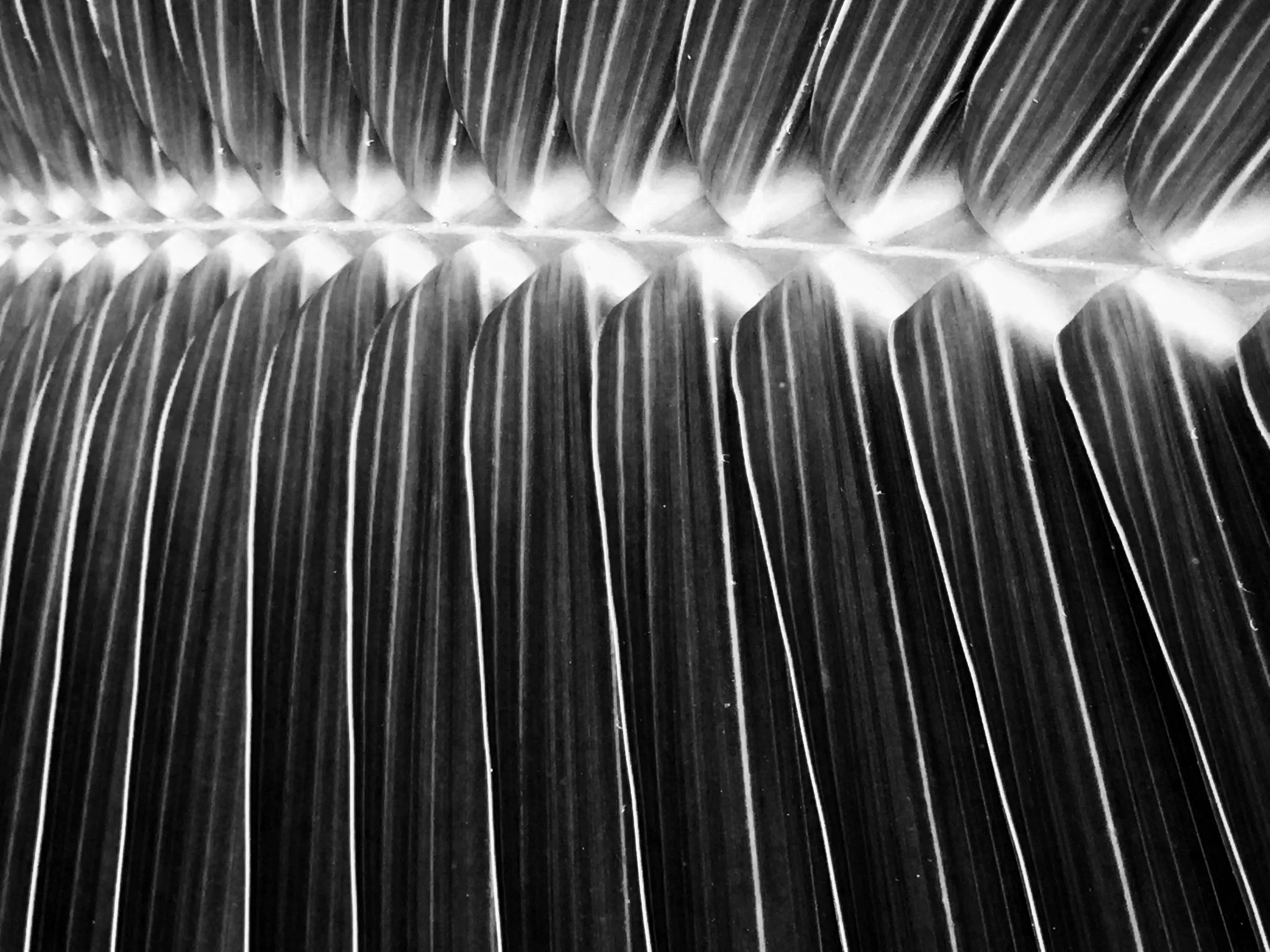 Abstract Palm Tree Leaf Photography