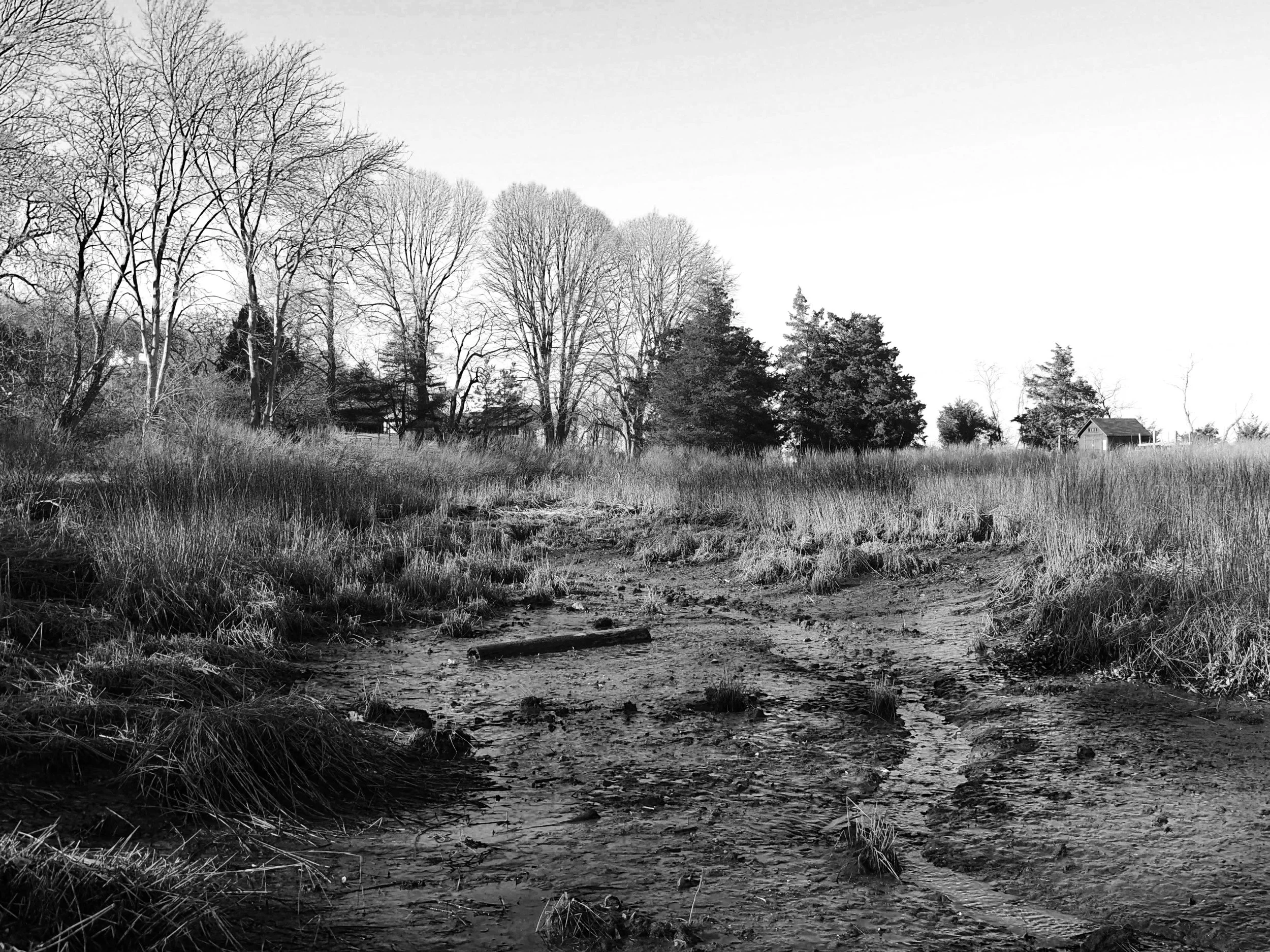 black and white nature photograph