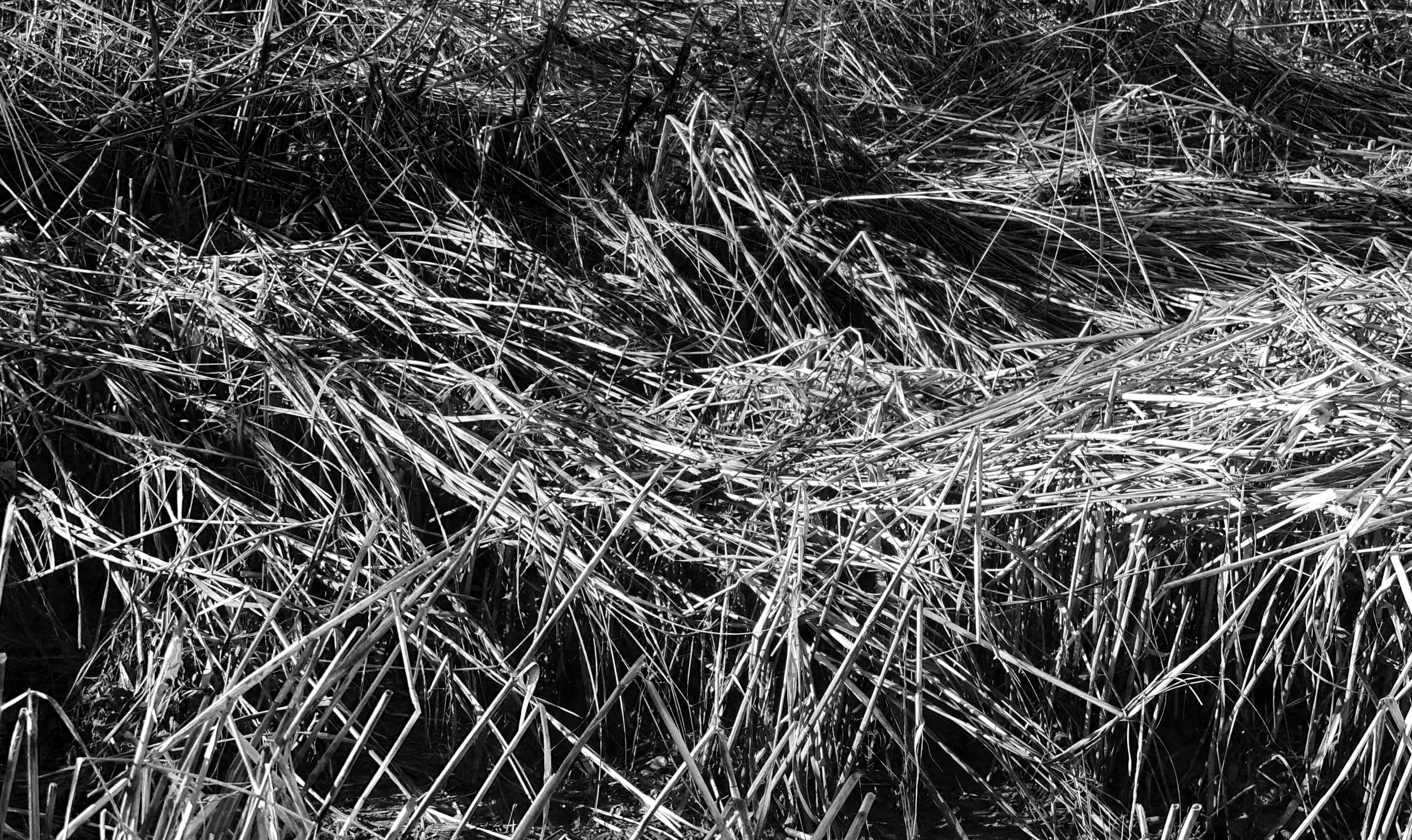 Black and White beach Straw photograph
