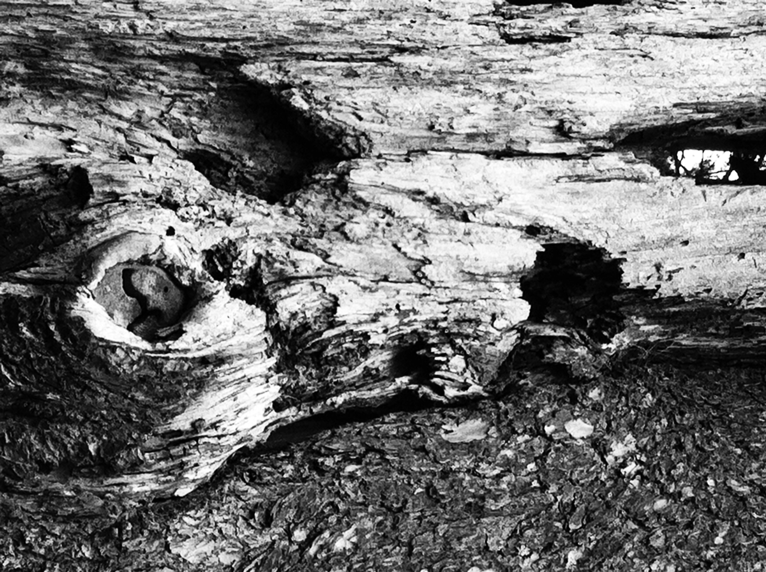 abstract black and white tree photograph