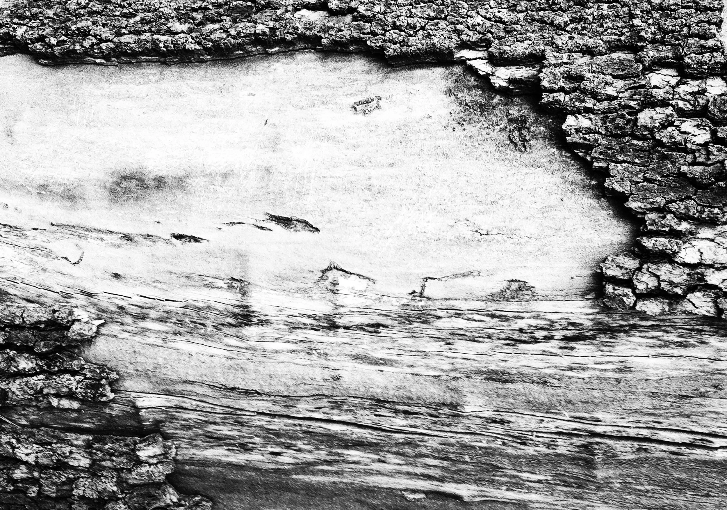 abstract black and white tree photography