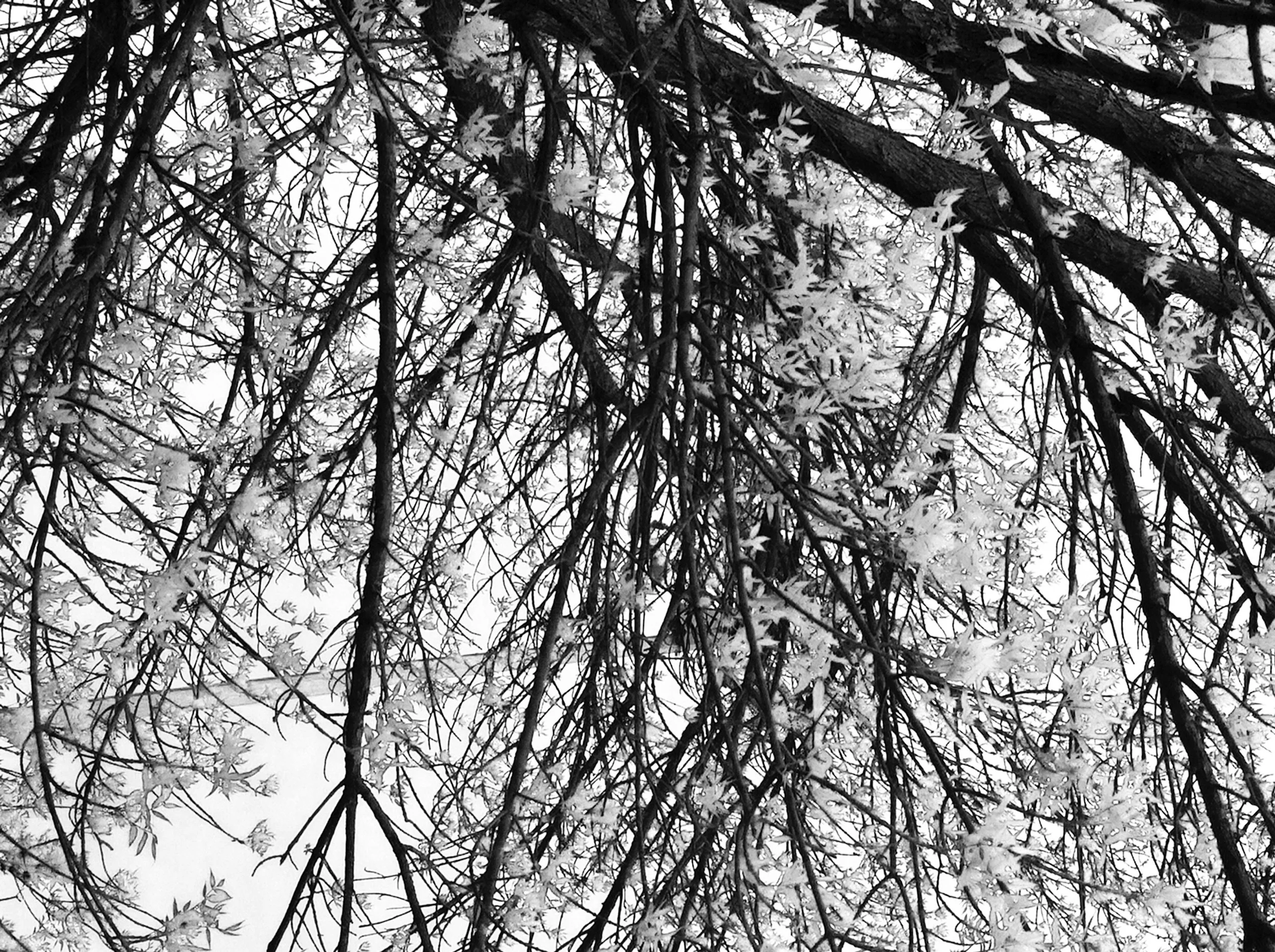 abstract tree photography