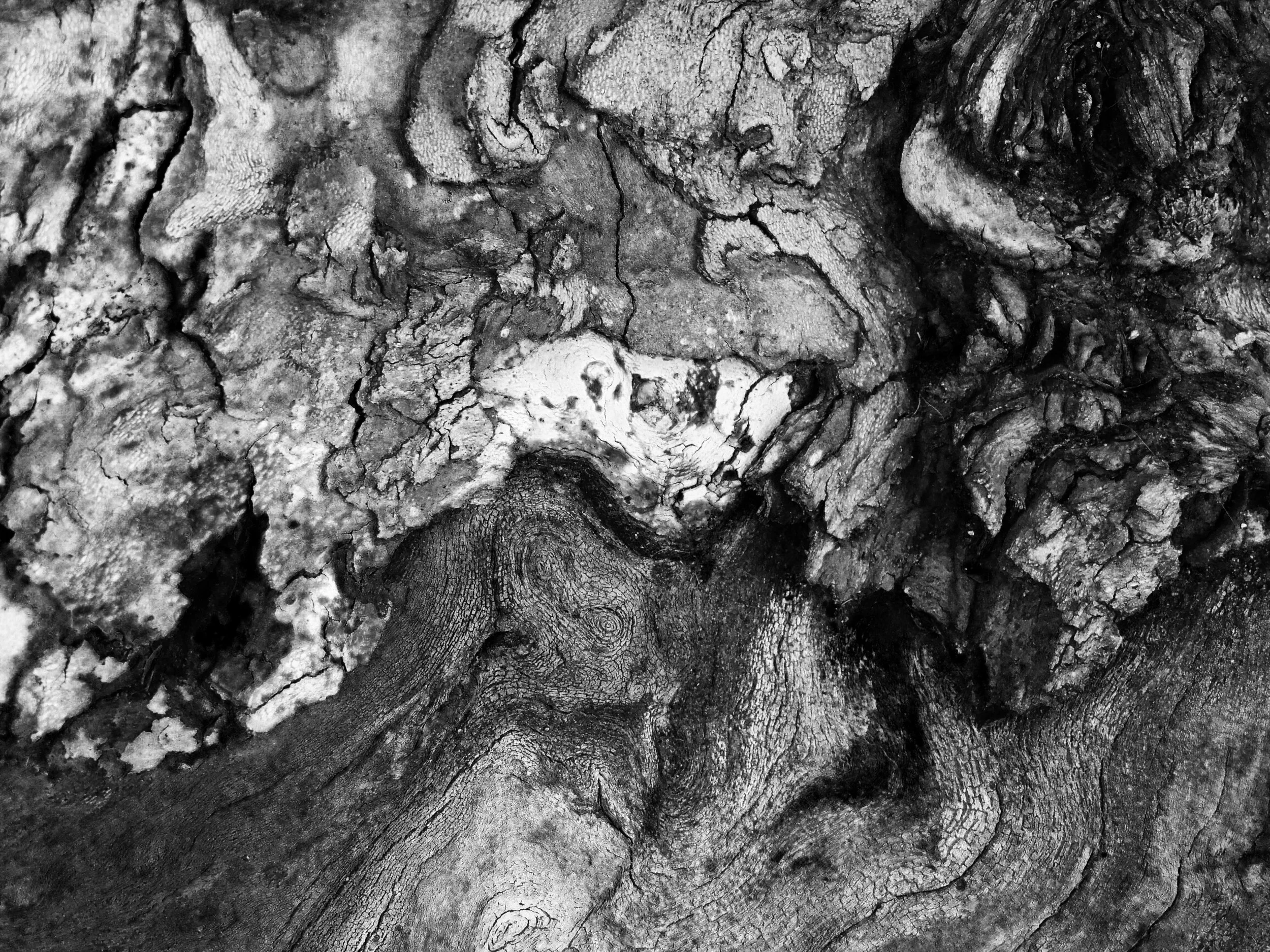 abstract black and white wood photography