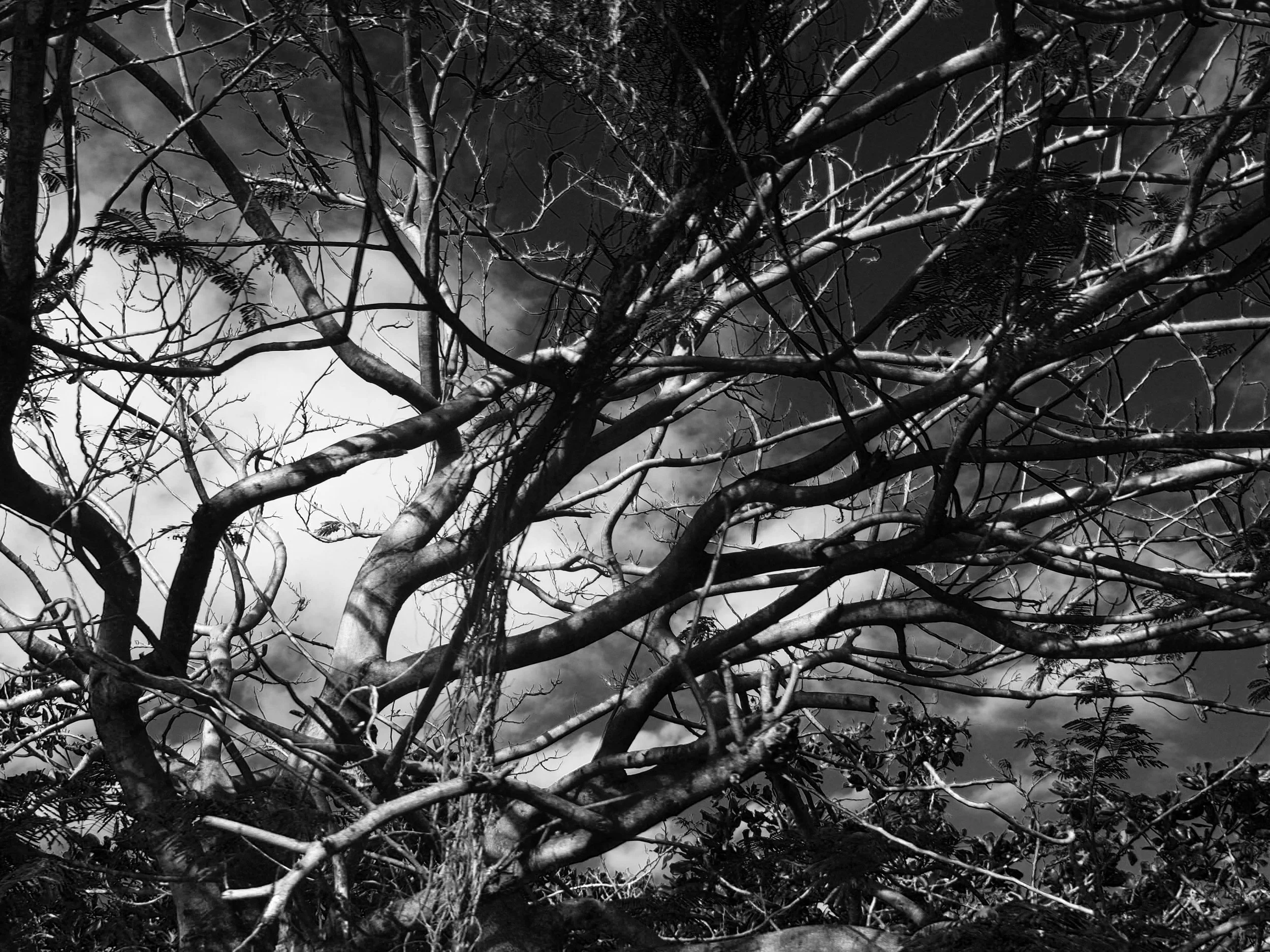 tree 3.jpg