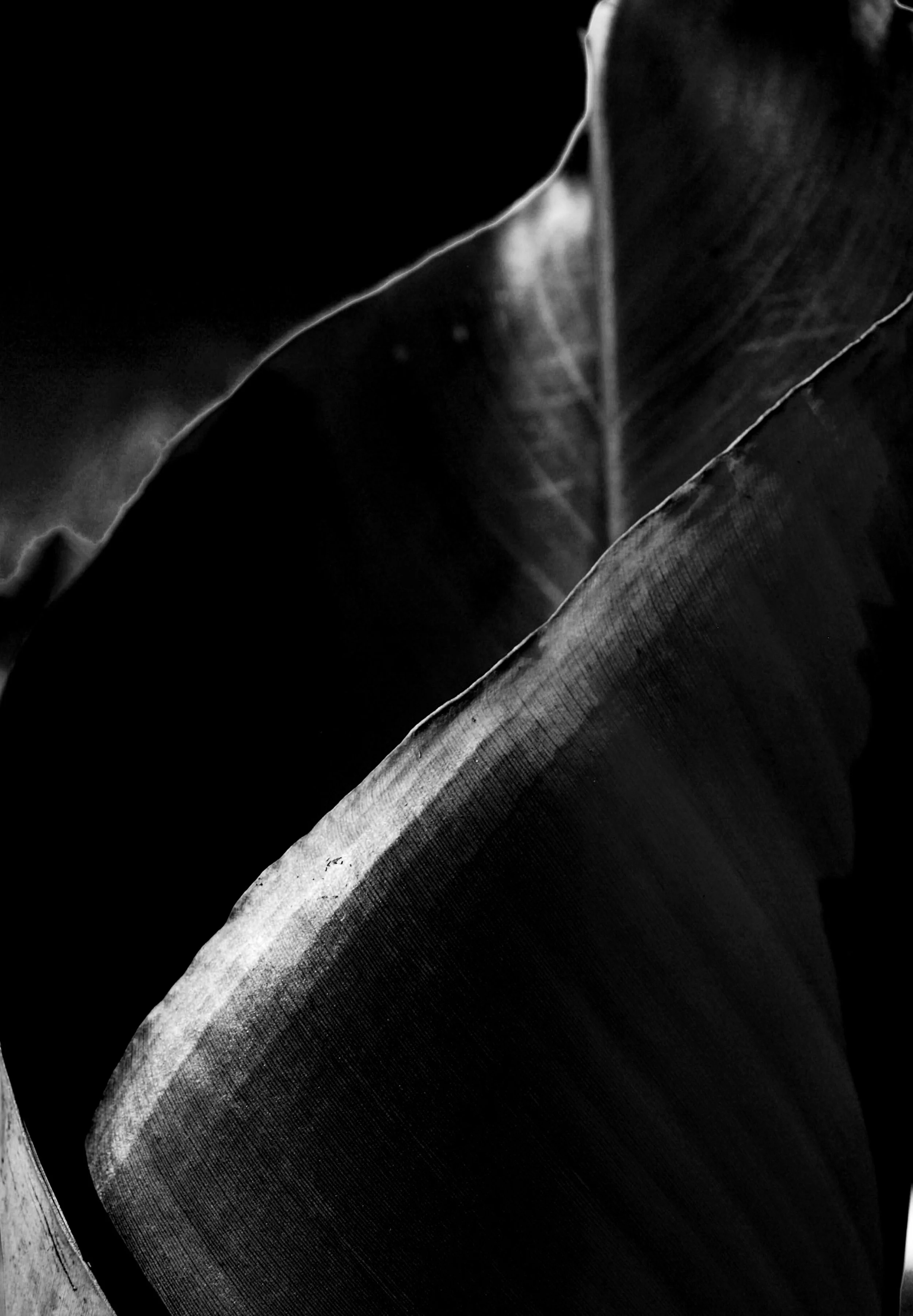 abstract black and white leaf photography