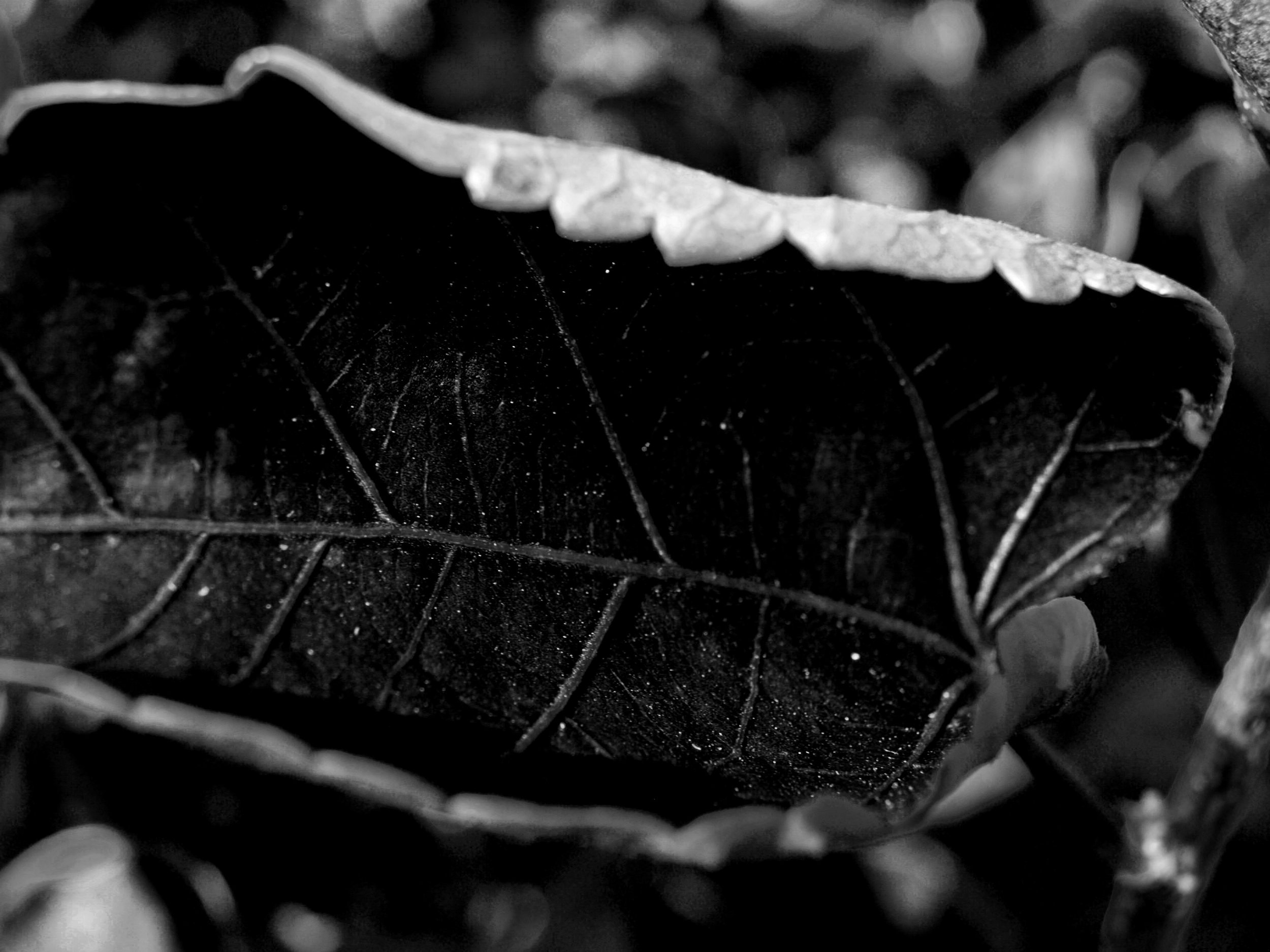 leaf photograph