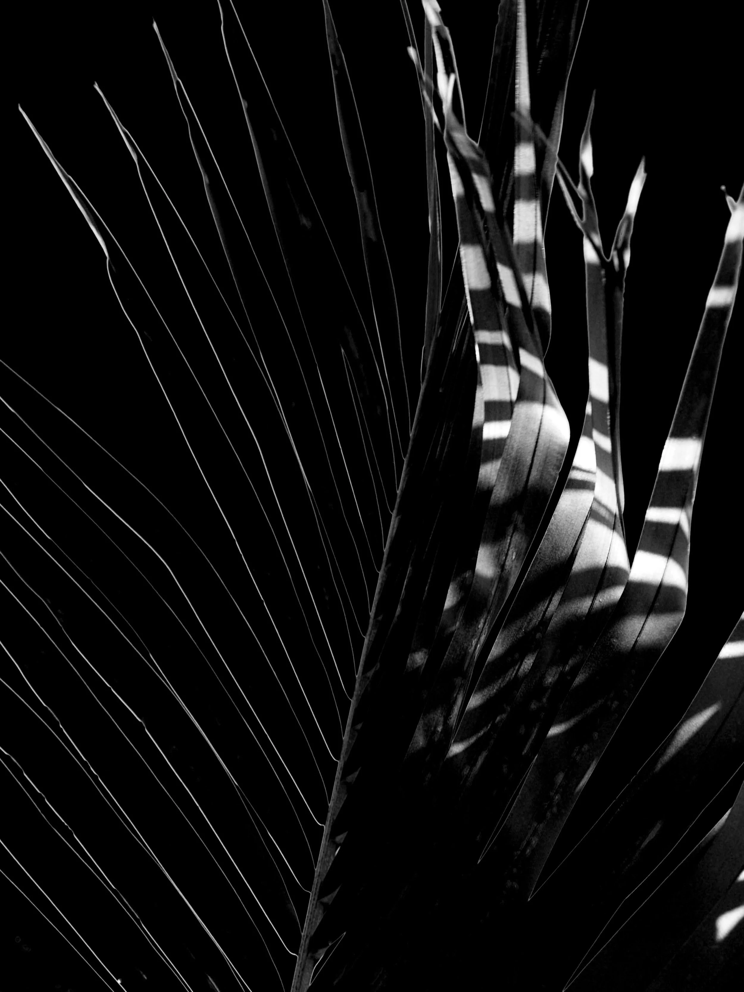 leaf photography
