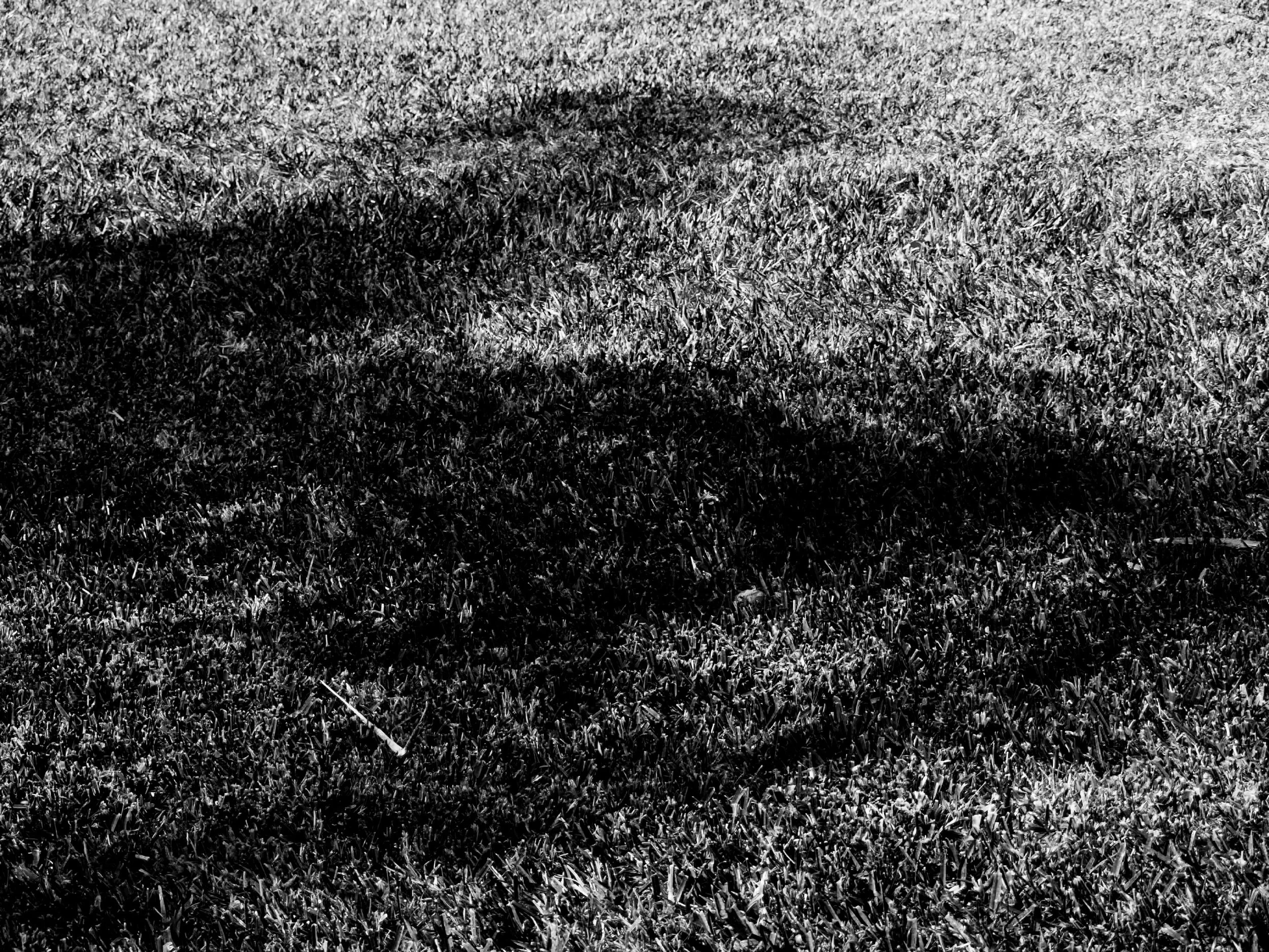 black and white grass photograph