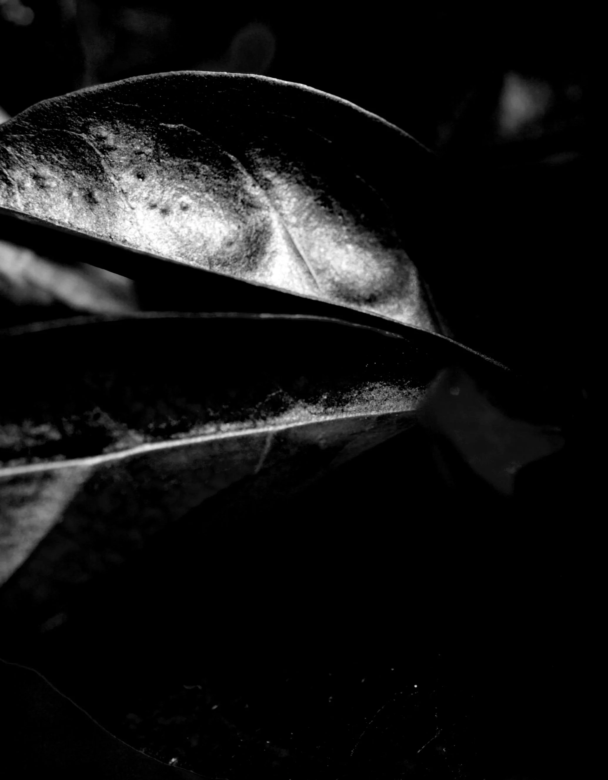 black_and_white_abstract_leaf_photography.jpg