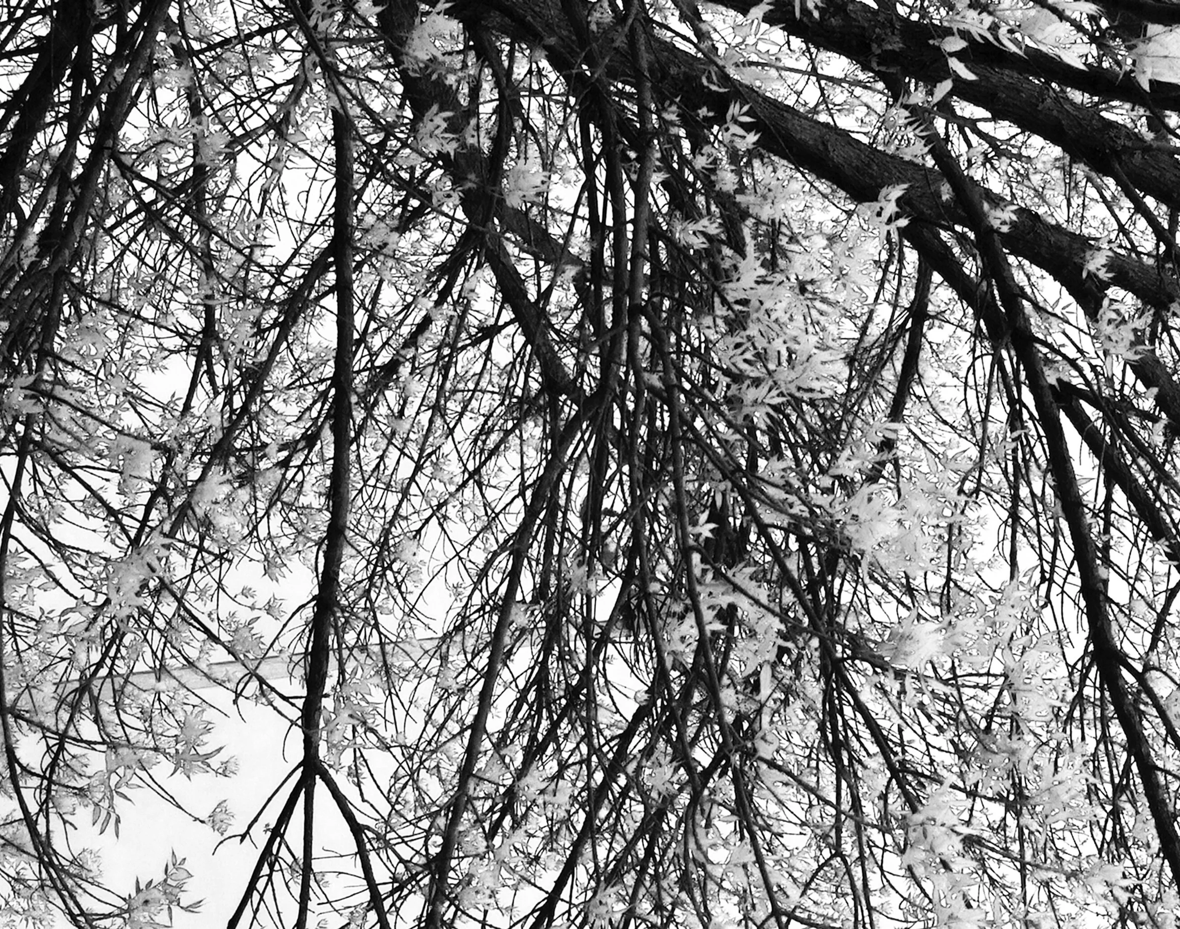 abstract_tree_photography_prints.jpg