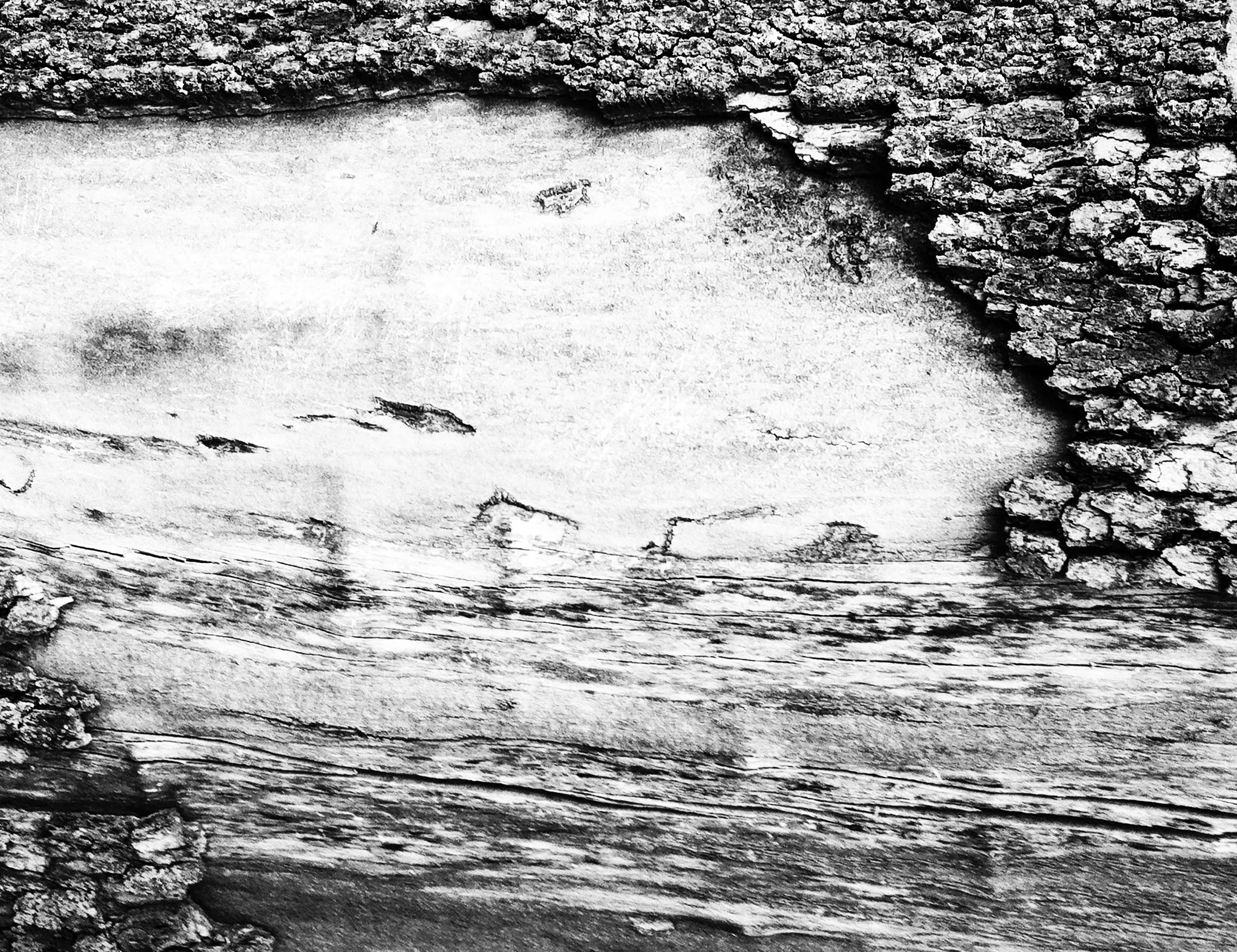 bark1-Edit.jpg