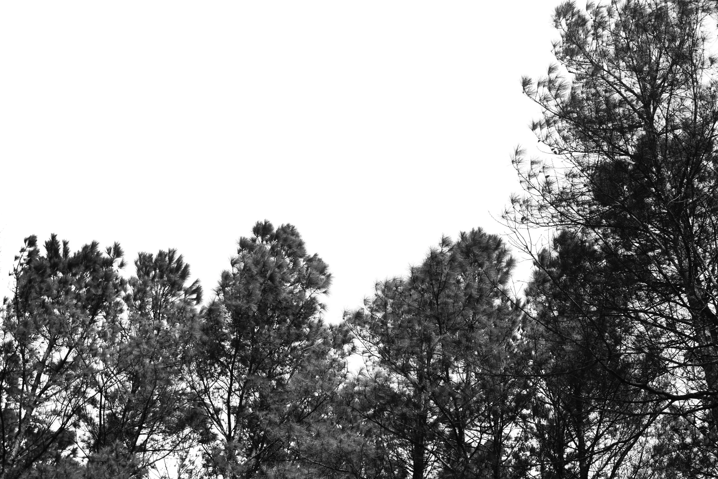 DSC05753-Edit-2 2.JPG