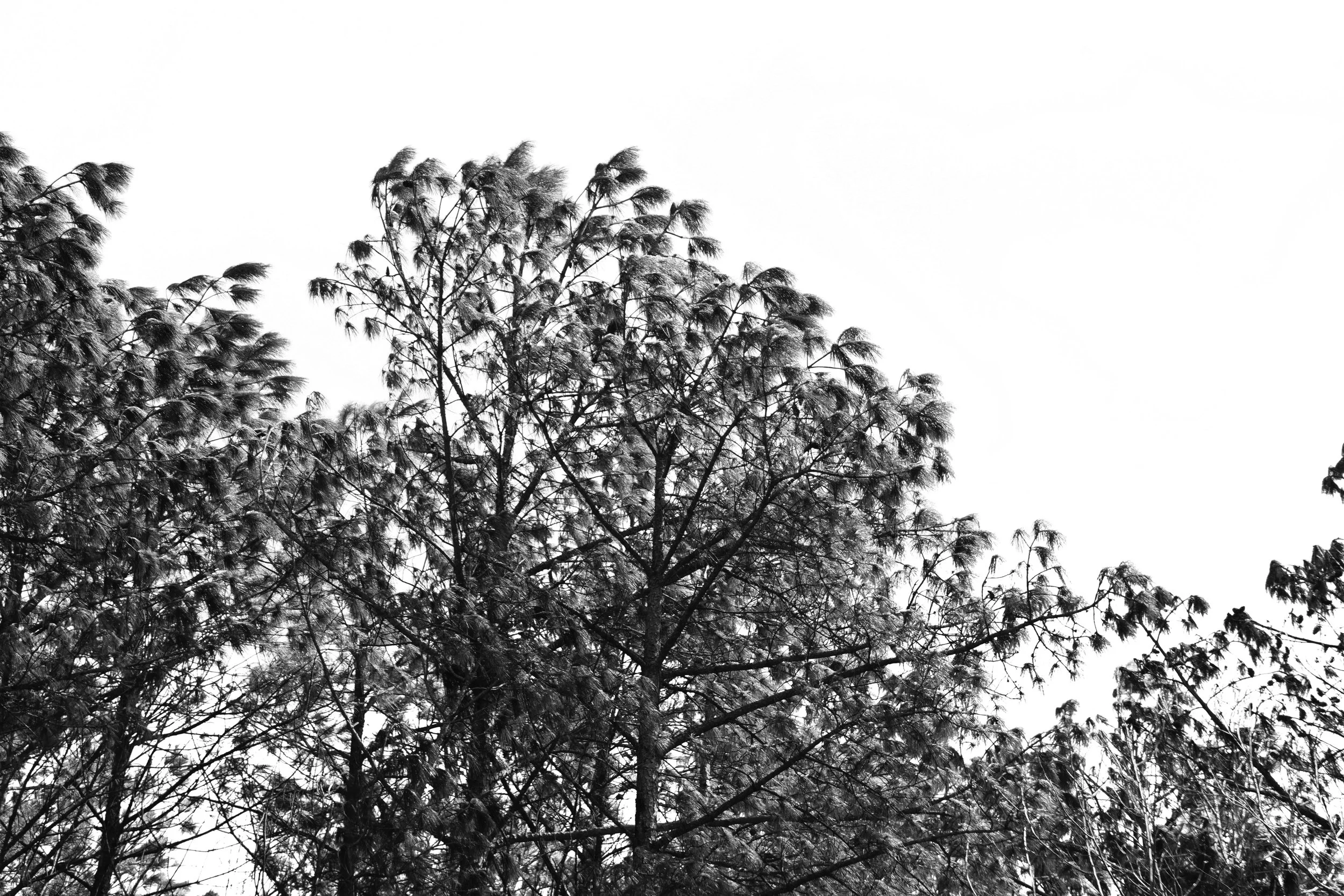 DSC05763-Edit-2 2.JPG