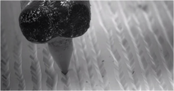 Electron micrograph of a 33 1/3 RPM LP record and needle.