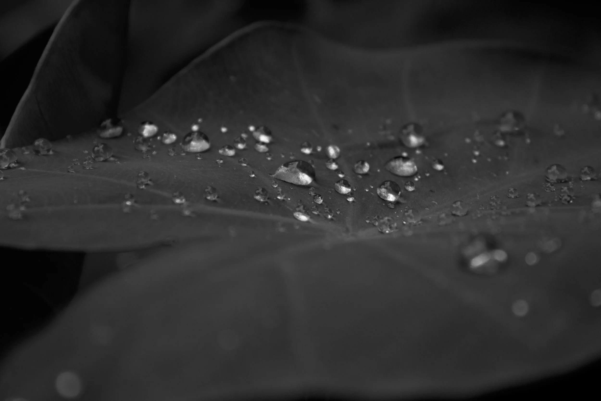 droplets.jpg