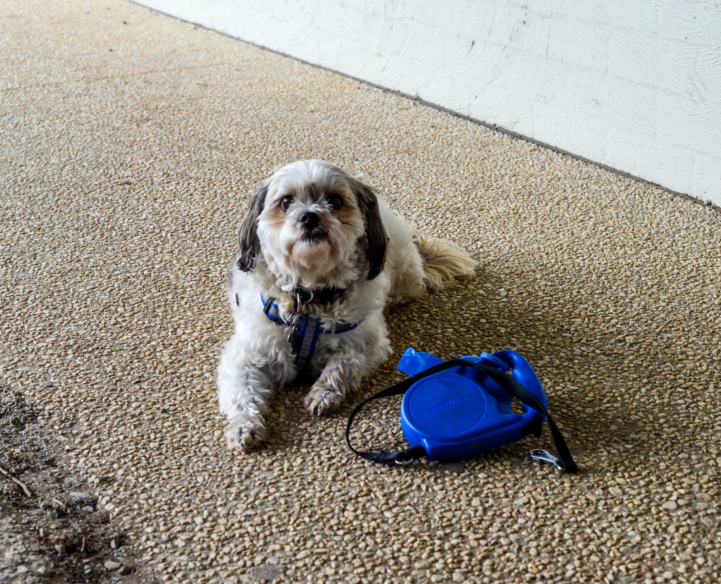 Midge, one of the most chilled dogs we've met.