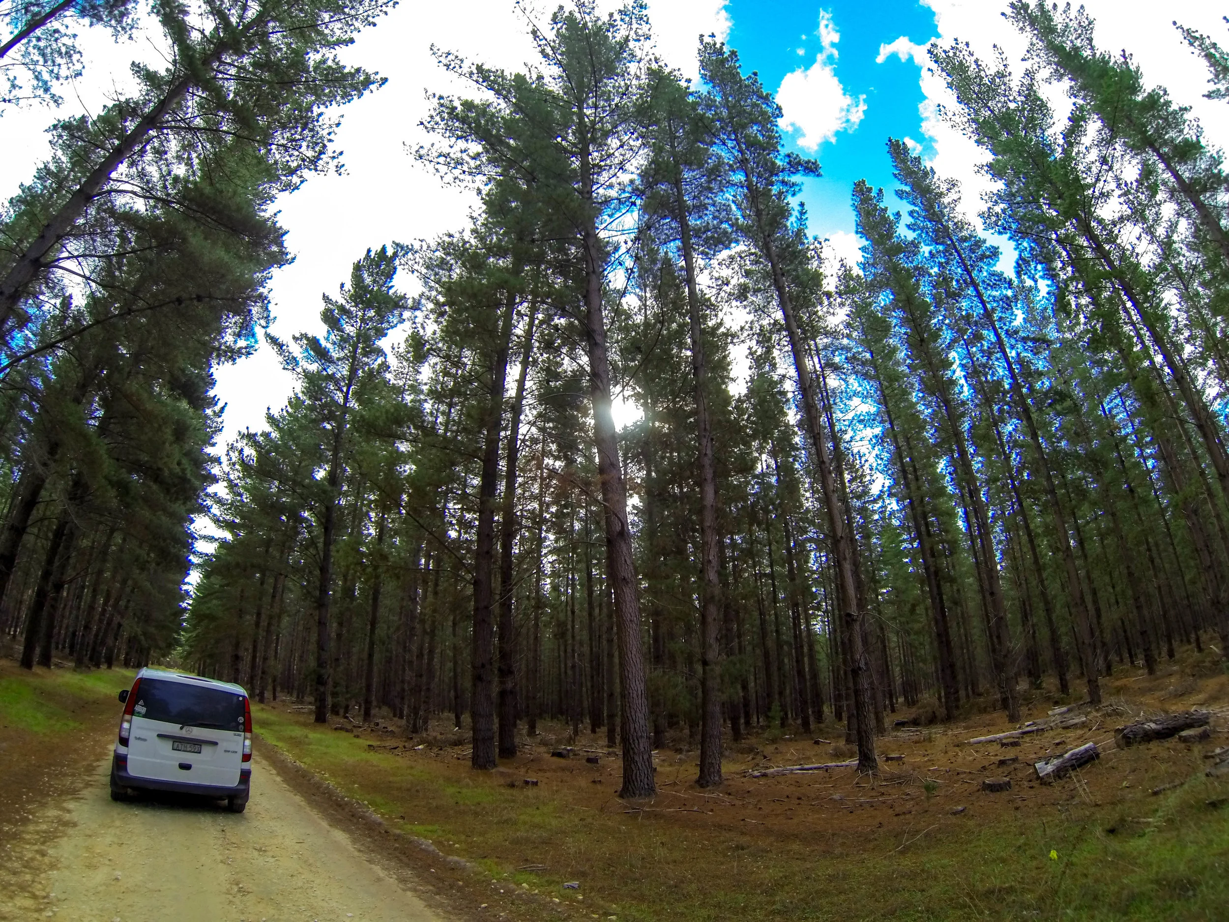 Taking Rainbow through the pines.