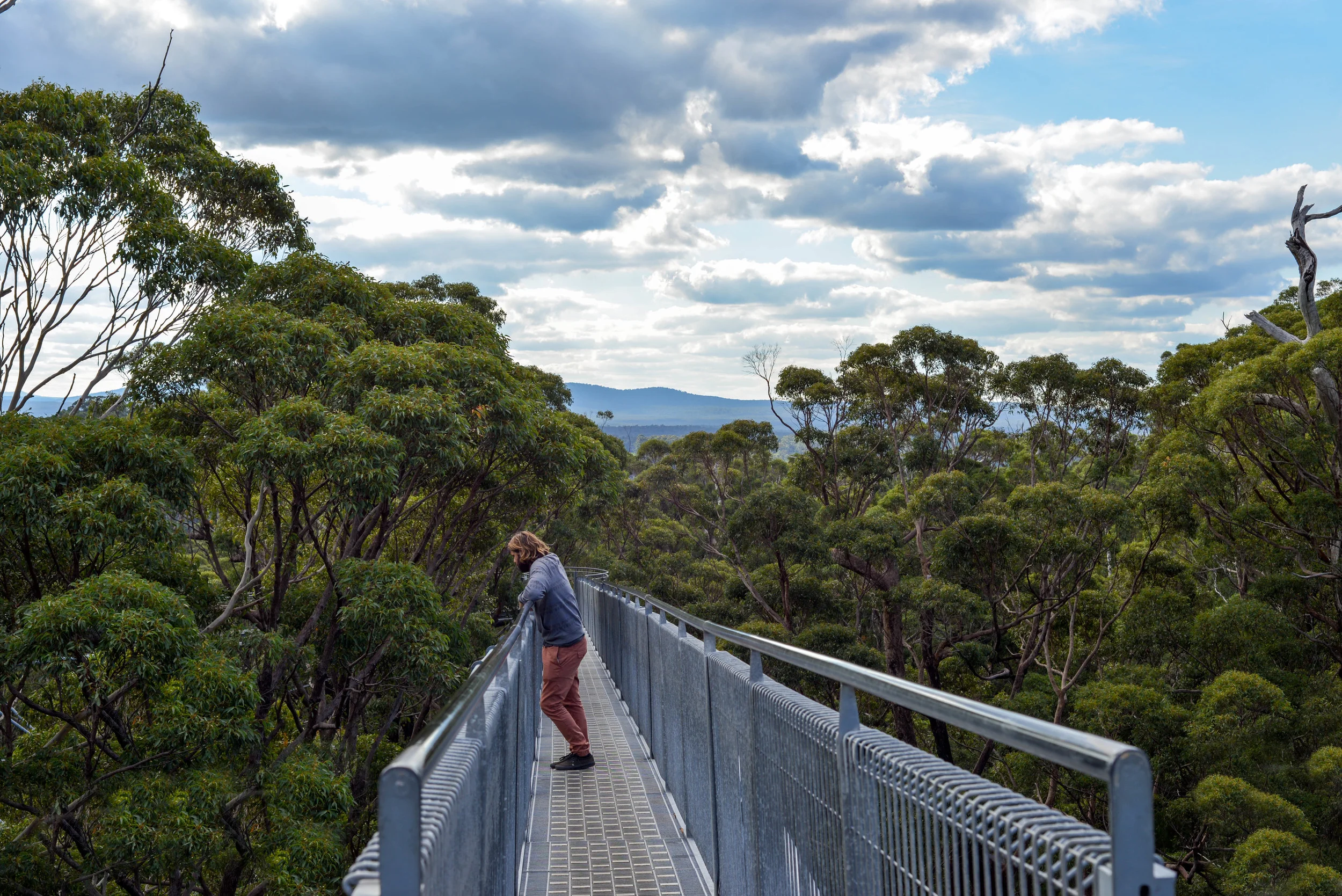 High in the tree tops, Western Australia. 