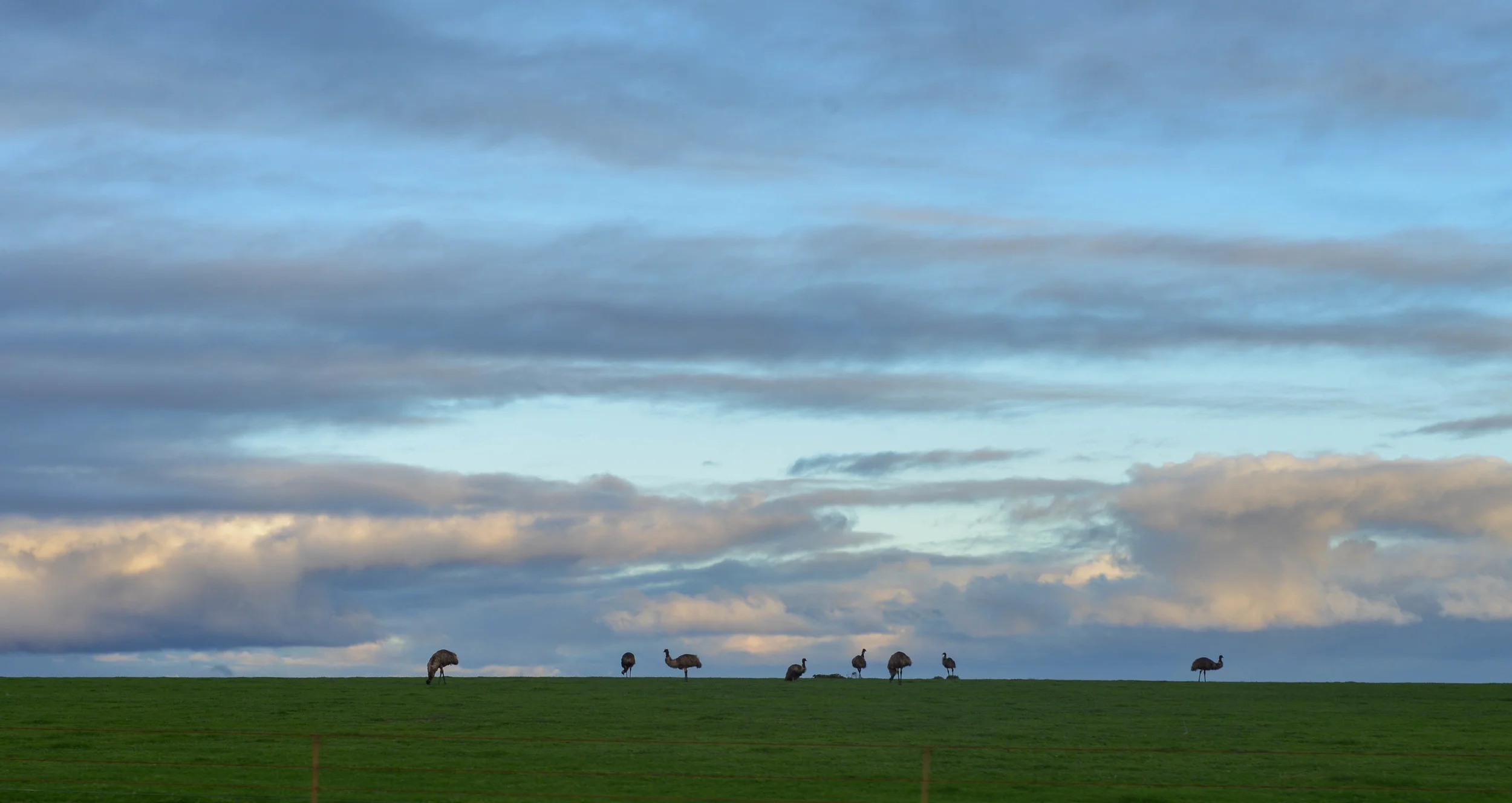 Emu's in South Australia. 