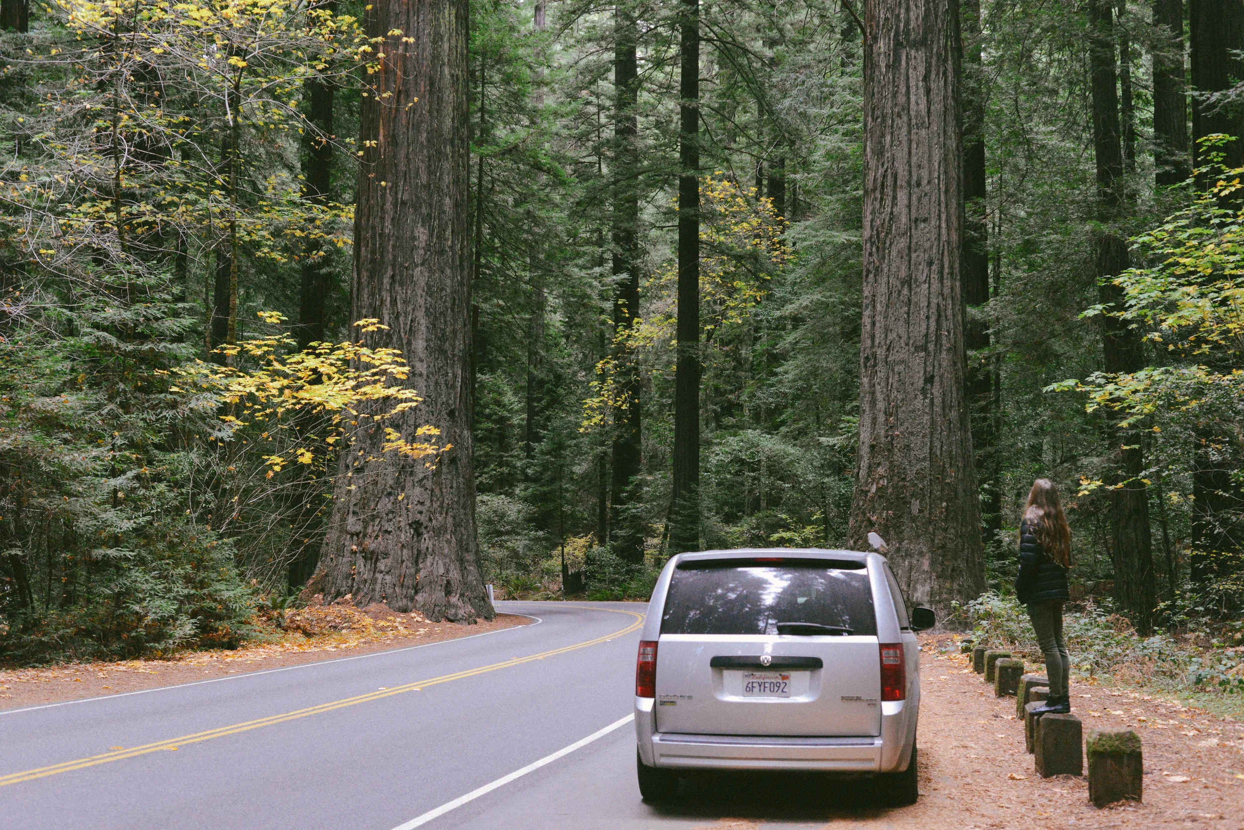 Driving through the Avenue of the Giants.