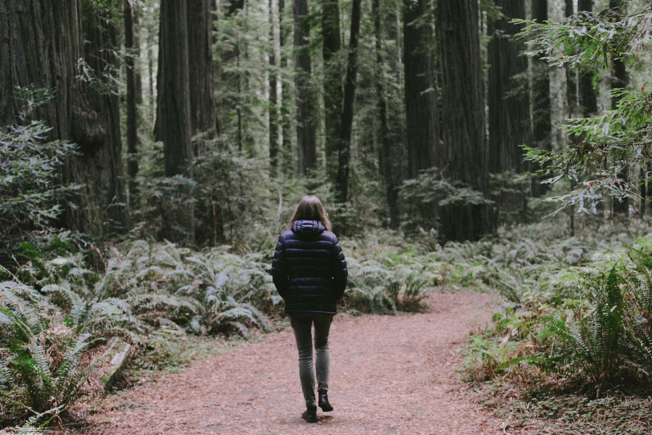 Exploring the Avenue of the Giants.