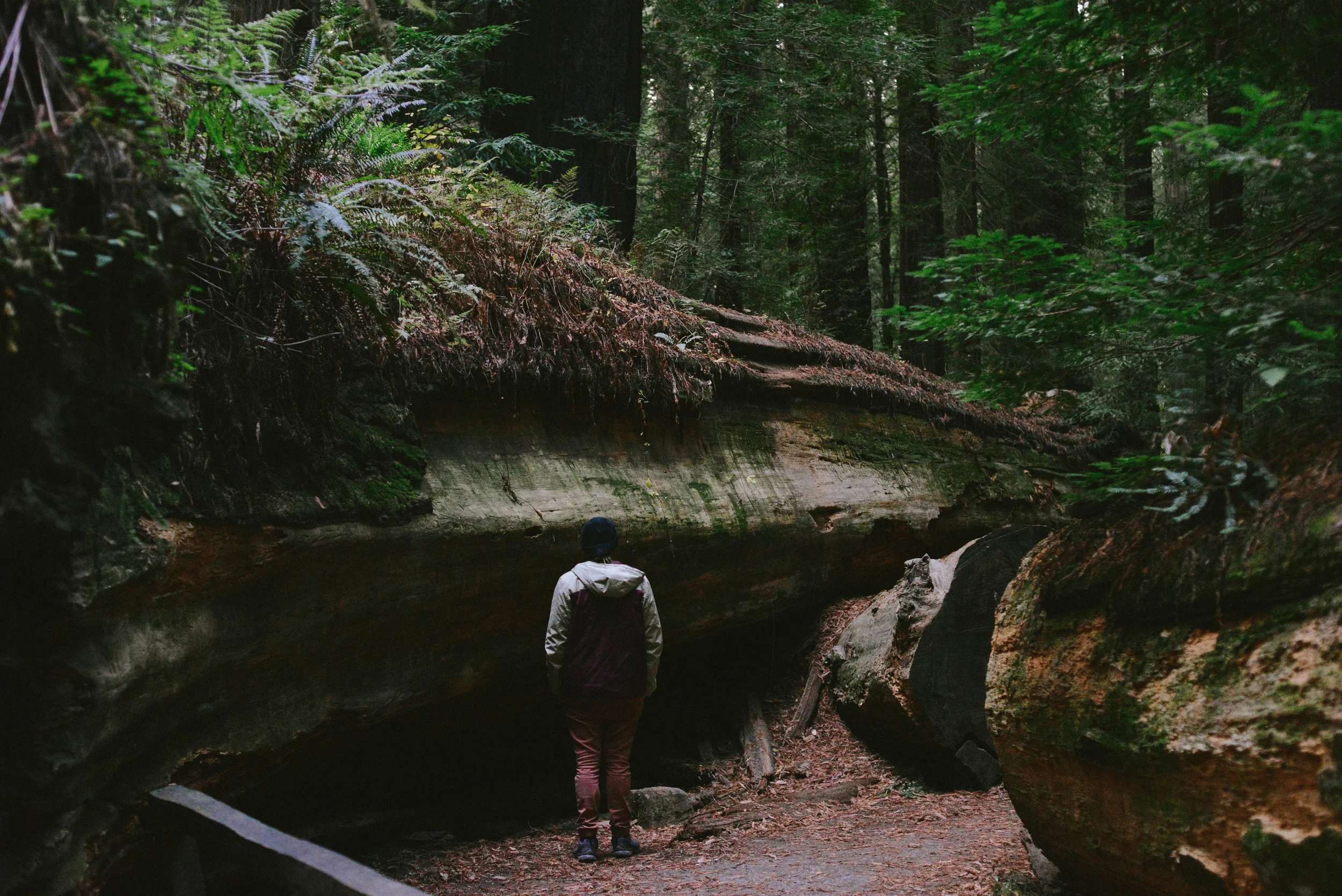 A fallen giant redwood. 