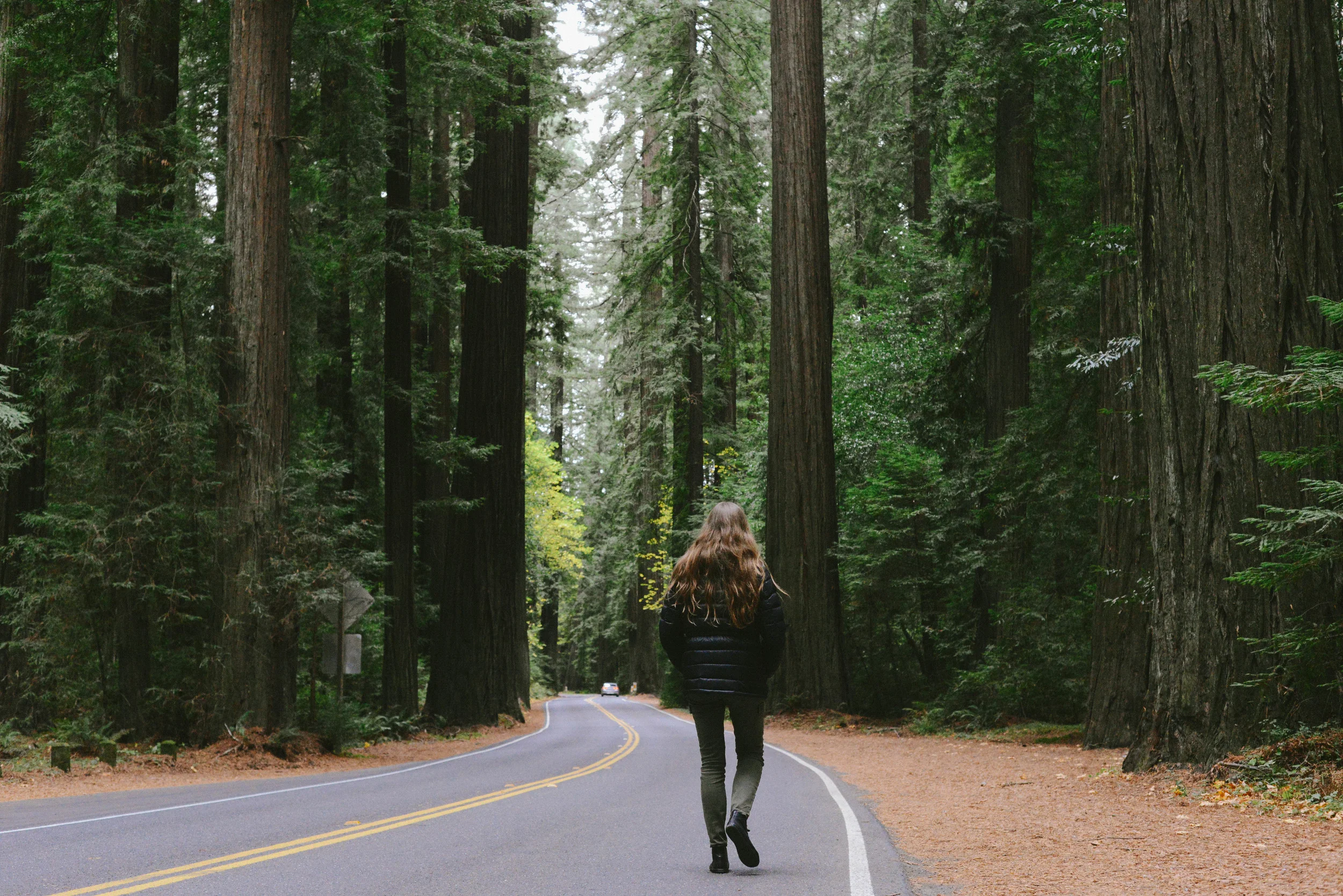 Who thought giant trees would be so amazing. We'll never forget the day we drove through the Avenue of the giants, one of the most beautiful experiences. 