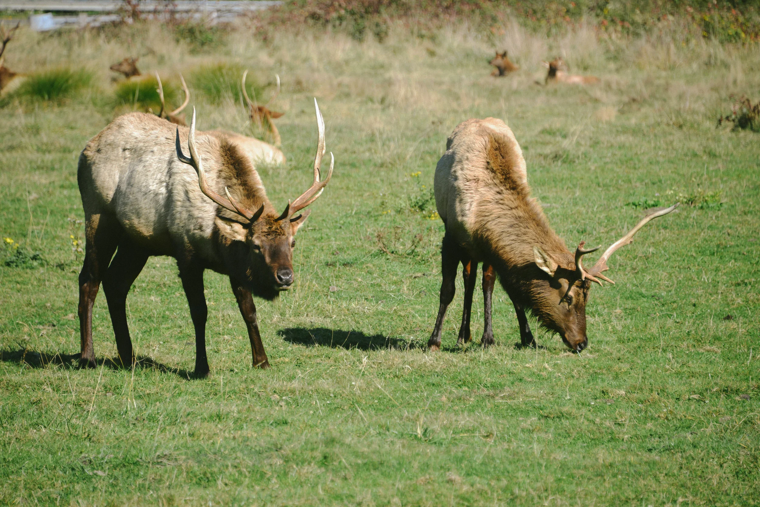 DSC_0827.jpg