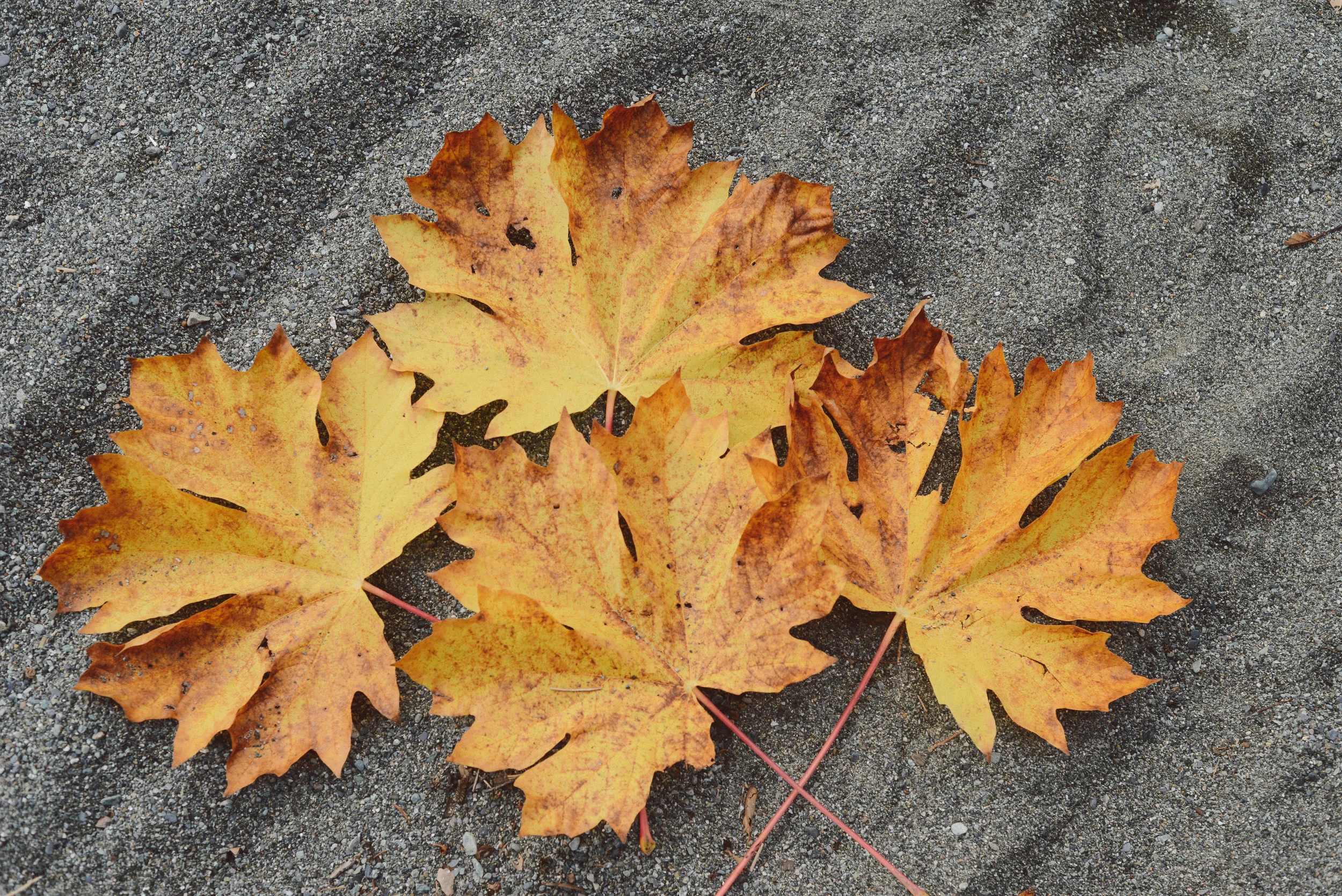 DSC_1048.jpg